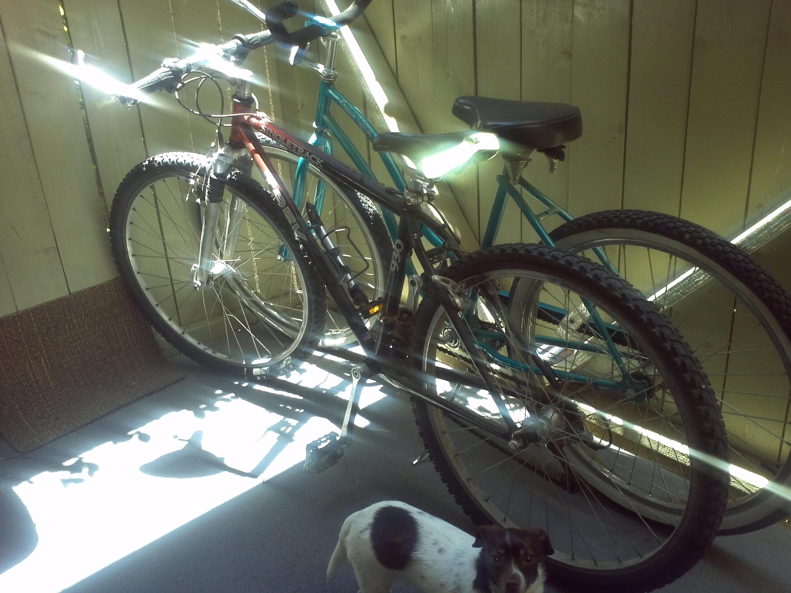 Two mountain bikes are leaned against a wooden wall, partially illuminated by sunlight. One bike has a red and black frame, while the other is teal. A small, white and brown dog is sitting on the ground in the foreground, looking towards the camera. The floor has a soft mat, and light creates interesting shadows on the surface.