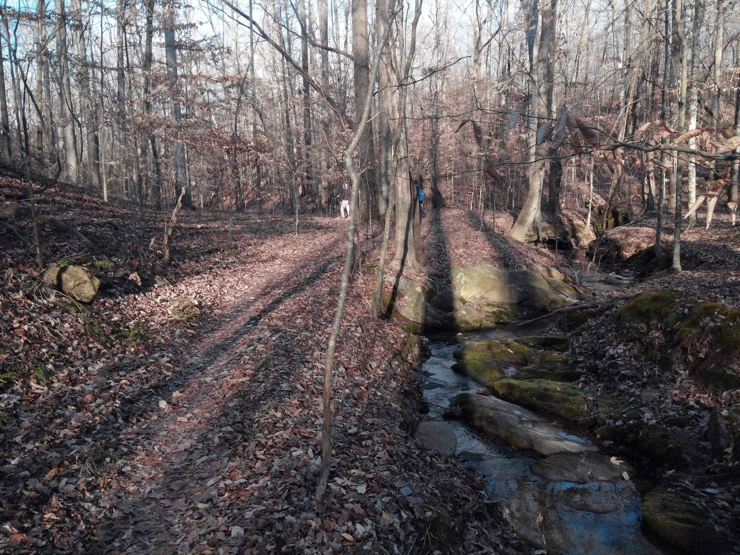 A winding dirt path through a wooded area covered in fallen leaves, with a small creek running alongside. Bare trees stand tall in the background, and soft sunlight filters through the branches. Some hikers can be seen in the distance along the trail. Selma Erwin Nature Trail mountain bike trail.
