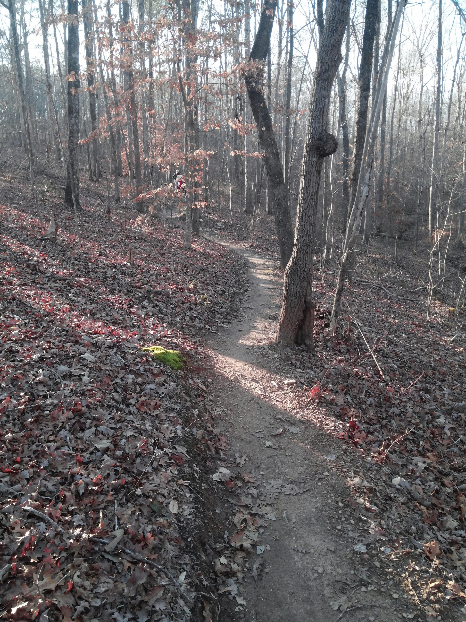 A winding dirt path through a wooded area, surrounded by trees with sparse foliage and fallen leaves. Sunlight filters through the trees, casting gentle shadows on the trail. A small patch of green moss is visible on one side of the path. Selma Erwin Nature Trail mountain bike trail.