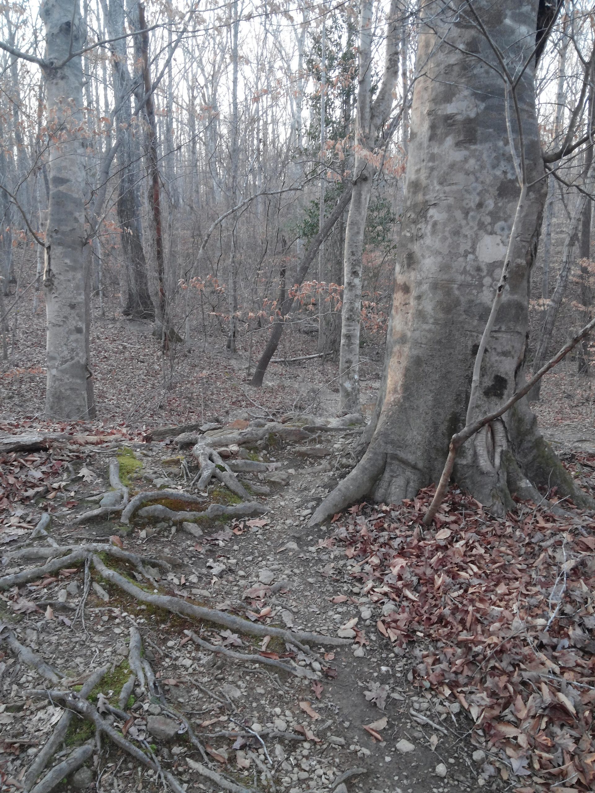 A wooded area with bare trees and exposed roots along a dirt path. The ground is covered with fallen leaves, and some patches of moss are visible near the roots. The scene has a muted, grayish atmosphere, indicating a late autumn or early winter setting. Selma Erwin Nature Trail mountain bike trail.