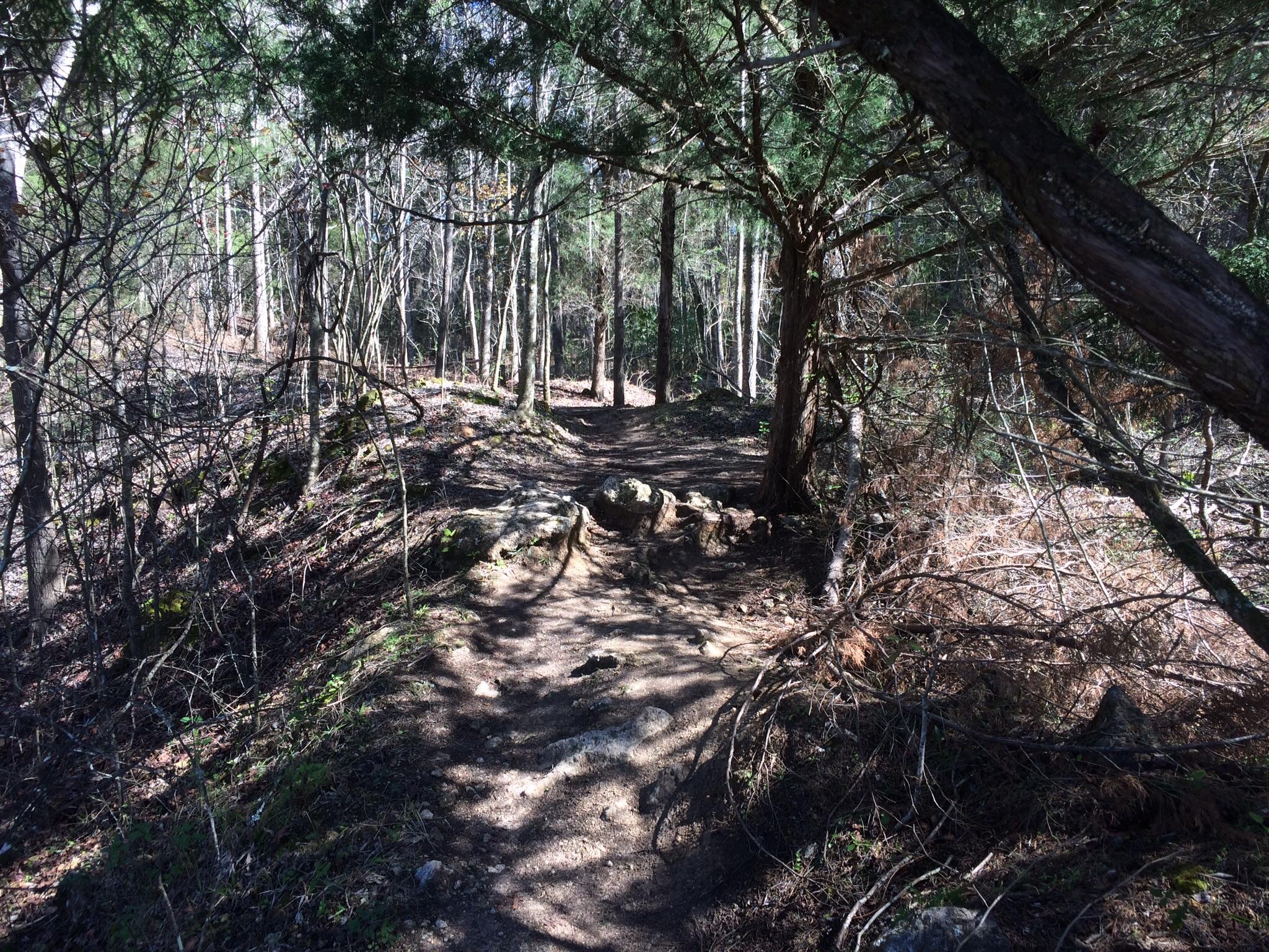 A narrow dirt path winding through a forest, surrounded by tall trees and underbrush. Sunlight filters through the branches, casting shadows on the ground, with rocks and roots visible along the trail. John Brown mountain bike trail.