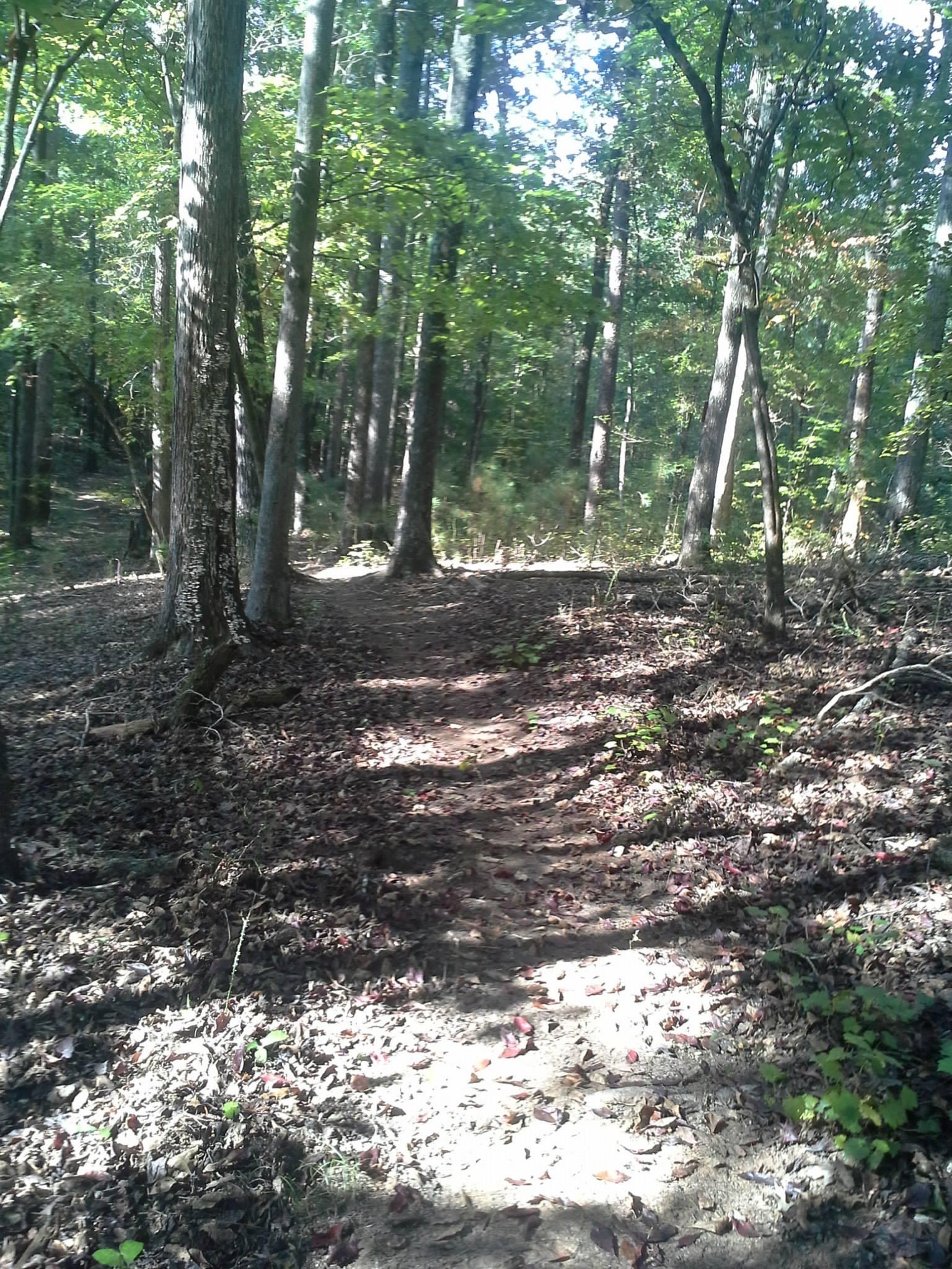 A narrow dirt path winding through a lush forest, surrounded by tall trees with green leaves and scattered fallen leaves on the ground. Sunlight filters through the canopy, illuminating parts of the trail and creating a serene, natural atmosphere. Hard Labor Creek State Park mountain bike trail.