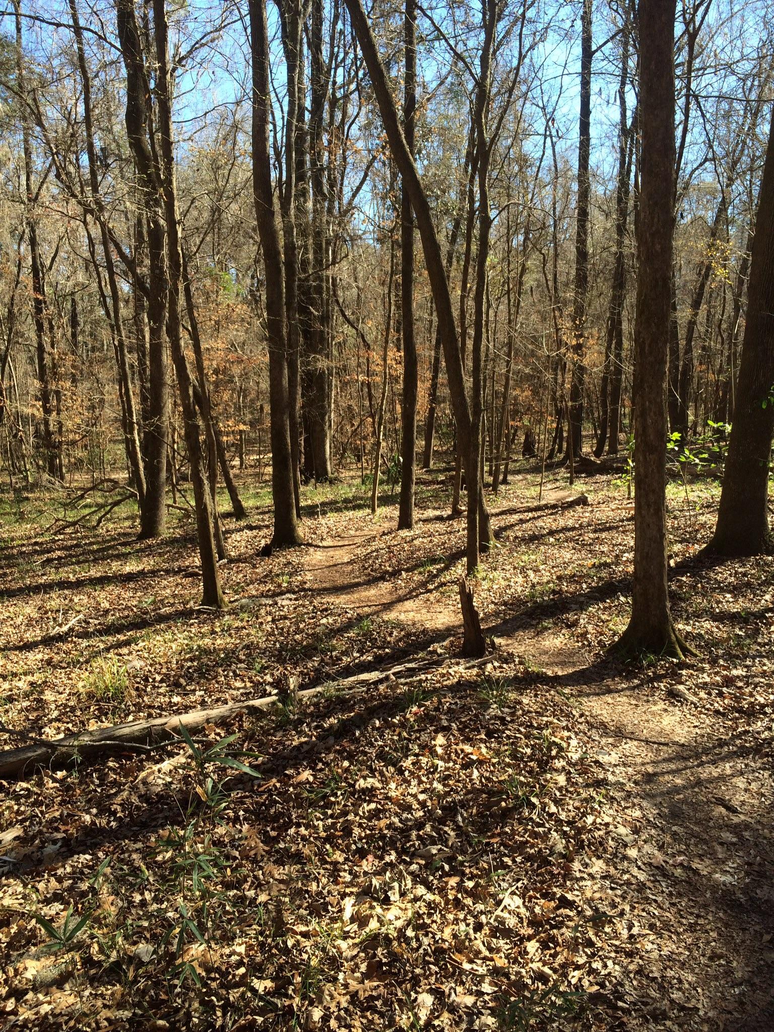 A serene forest scene featuring tall, bare trees with a carpet of dried leaves on the ground. Sunlight filters through the branches, casting shadows on a winding dirt path that leads deeper into the woods. Some greenery peeks through the fallen leaves, indicating early signs of spring. Conquistador mountain bike trail.