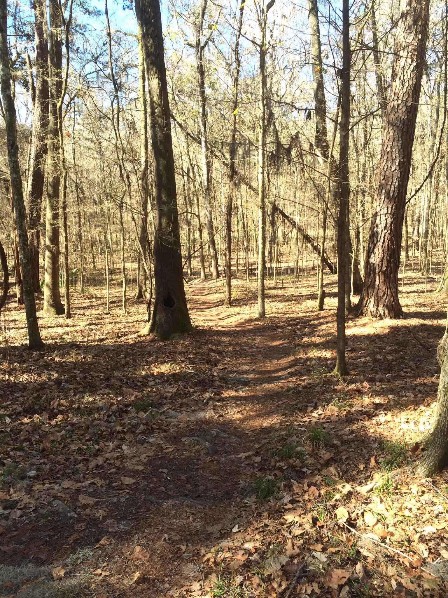 A dirt path winding through a forest with tall trees and a carpet of fallen leaves. Sunlight filters through the branches, creating a serene and peaceful atmosphere. Cellon Creek Loop mountain bike trail.