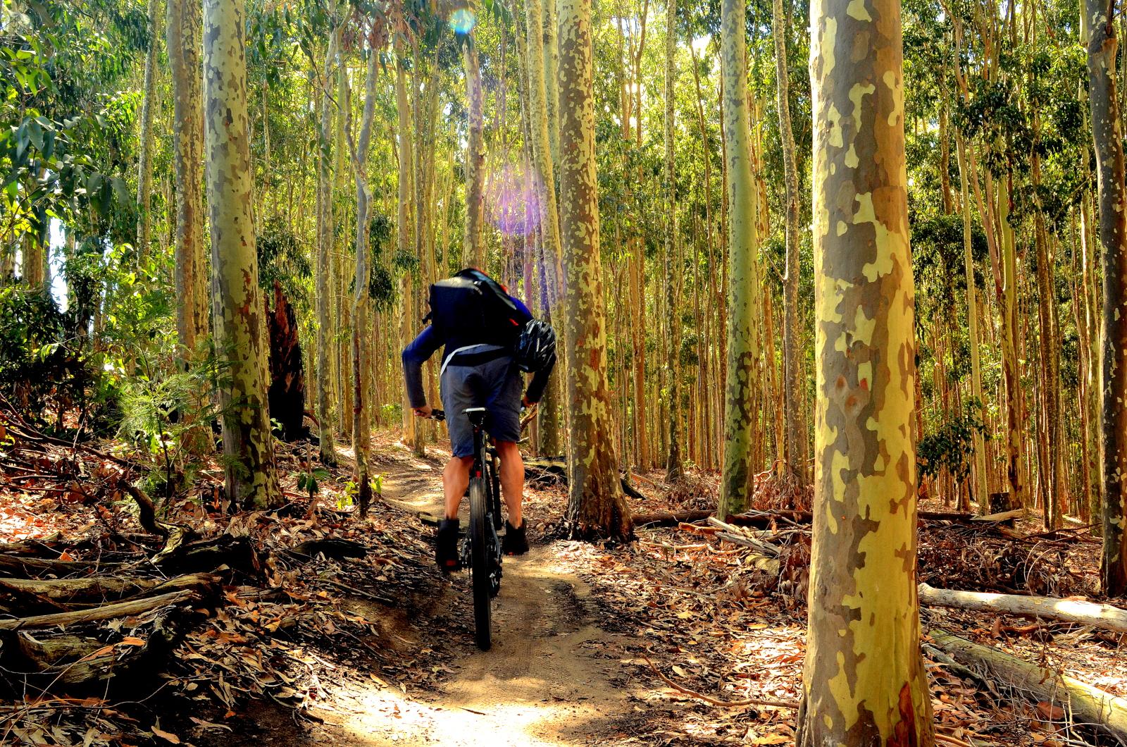 A cyclist riding along a dirt path through a dense forest of tall eucalyptus trees, surrounded by greenery and fallen leaves. Sunlight filters through the tree canopy, illuminating the scene. Lysterfield Mountain Bike Area mountain bike trail.