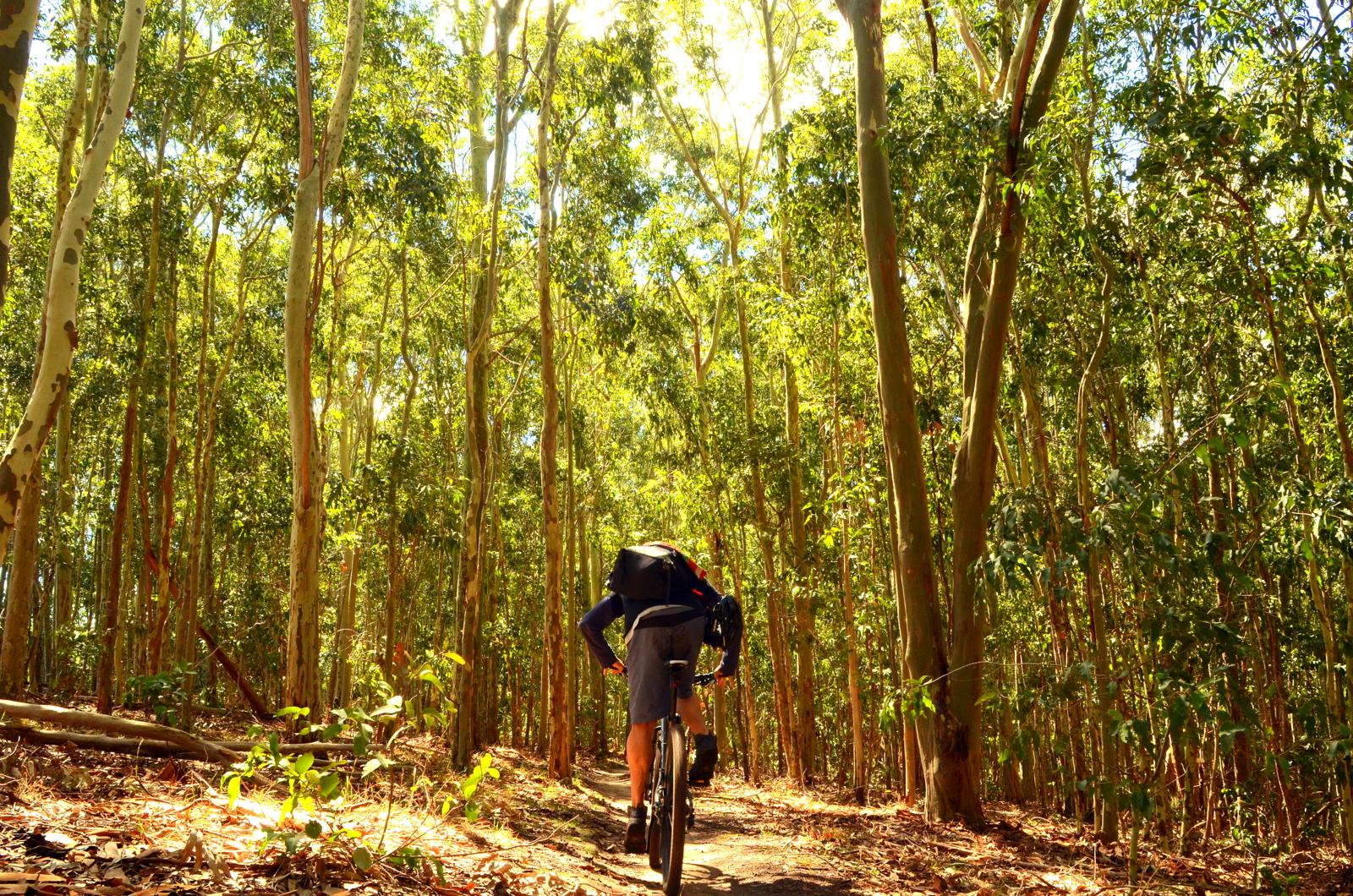 A person riding a mountain bike along a narrow path through a lush, green forest of tall eucalyptus trees, illuminated by sunlight filtering through the leaves. Lysterfield Mountain Bike Area mountain bike trail.