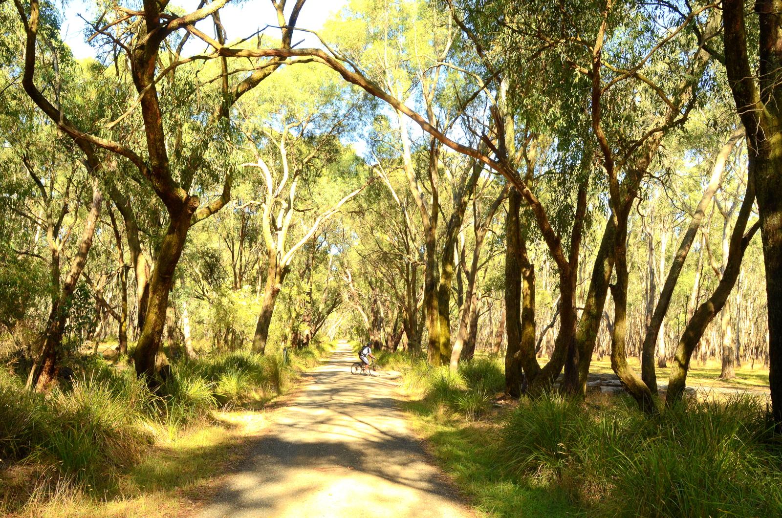 A tranquil dirt path surrounded by tall trees and lush greenery, with a person riding a bicycle in the distance. Sunlight filters through the leaves, creating a serene atmosphere in a natural landscape. Lysterfield Mountain Bike Area mountain bike trail.