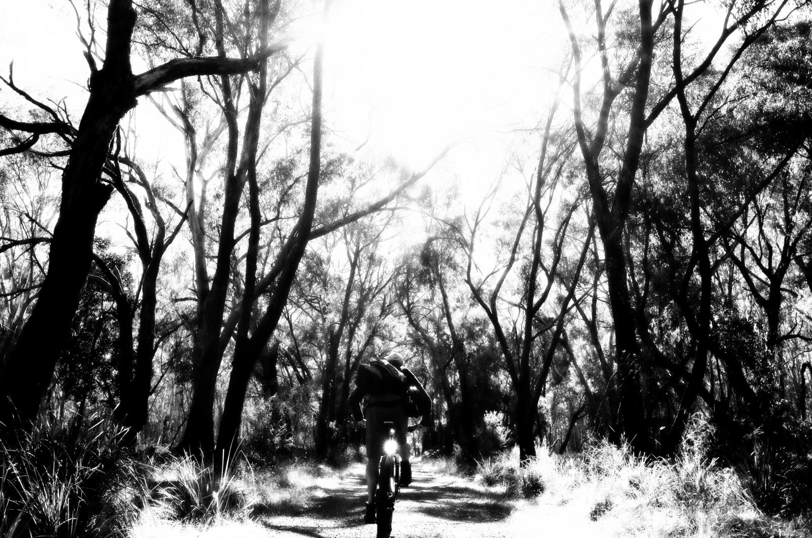 A silhouette of a person riding a bicycle down a dirt path, surrounded by tall trees in a black-and-white setting. Sunlight filters through the branches, creating a bright, ethereal atmosphere. Lysterfield Mountain Bike Area mountain bike trail.