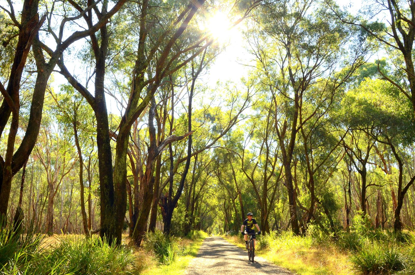 A cyclist riding along a gravel path surrounded by tall trees and lush greenery, with sunlight filtering through the foliage above. Lysterfield Mountain Bike Area mountain bike trail.