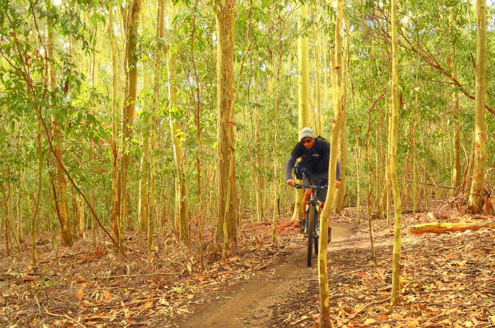 A person riding a mountain bike along a dirt trail in a dense forest, surrounded by tall eucalyptus trees and scattered leaves on the ground. The scene is bright and vibrant, showcasing a connection with nature. Lysterfield Mountain Bike Area mountain bike trail.
