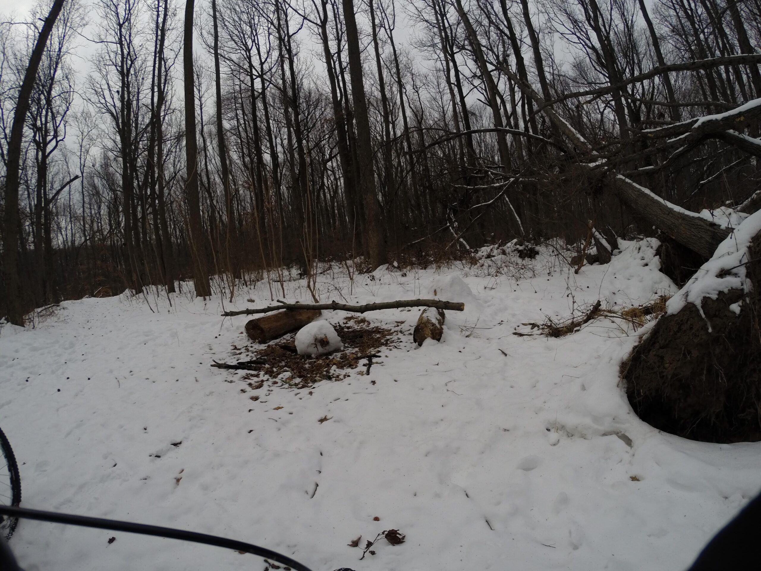 A snowy forest scene featuring tall, leafless trees. There are fallen logs and branches scattered on the ground, with patches of snow covering the ground. The sky is overcast, contributing to the subdued lighting in the environment. Wolfes Pond park mountain bike trail.