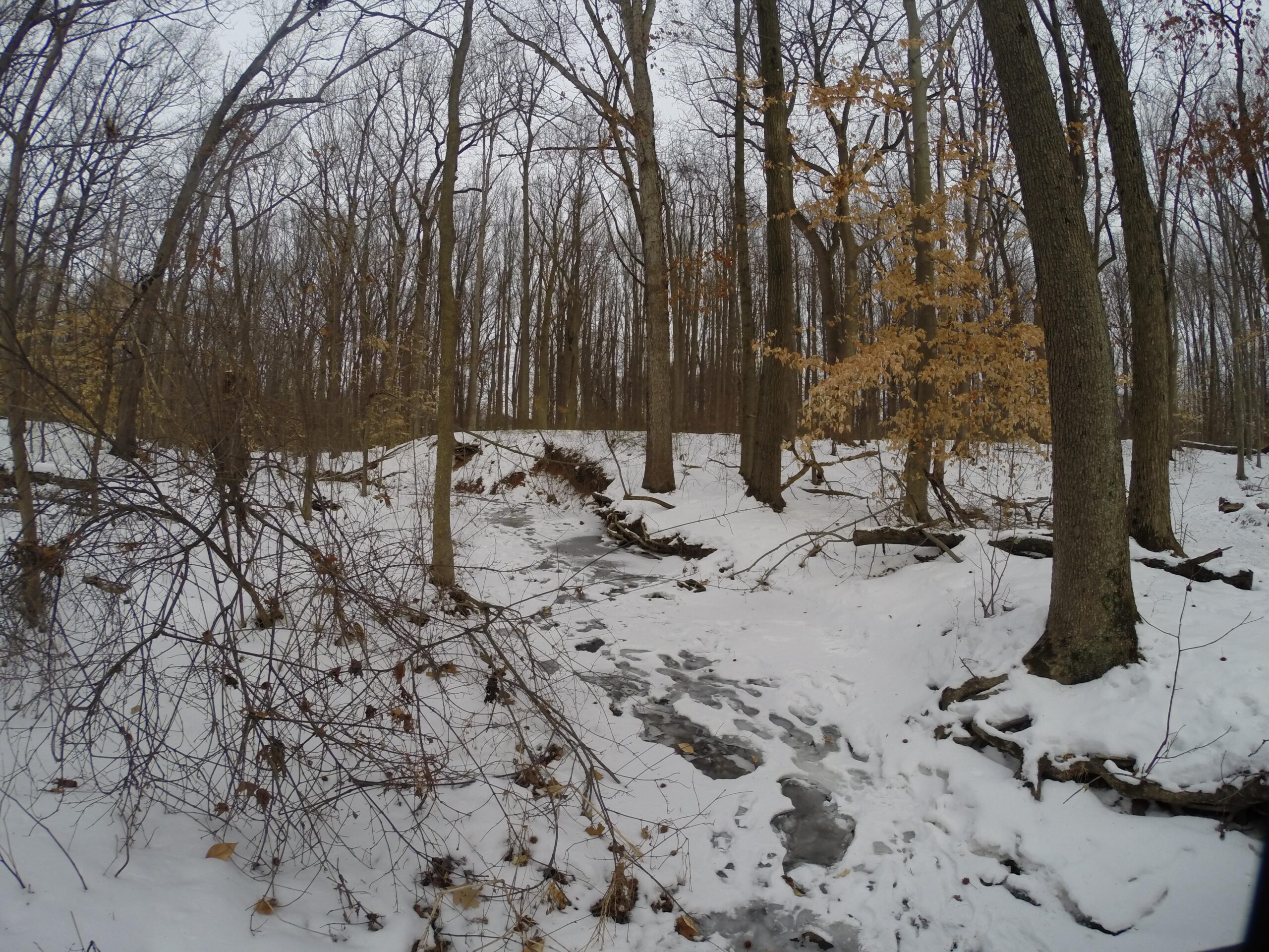 A winter forest scene featuring bare trees with a mix of brown leaves, a snowy ground, and a small frozen stream winding through the landscape. The atmosphere appears quiet and serene, with patches of snow covering the ground and fallen logs scattered throughout the area. Trails seperated by streets mountain bike trail.