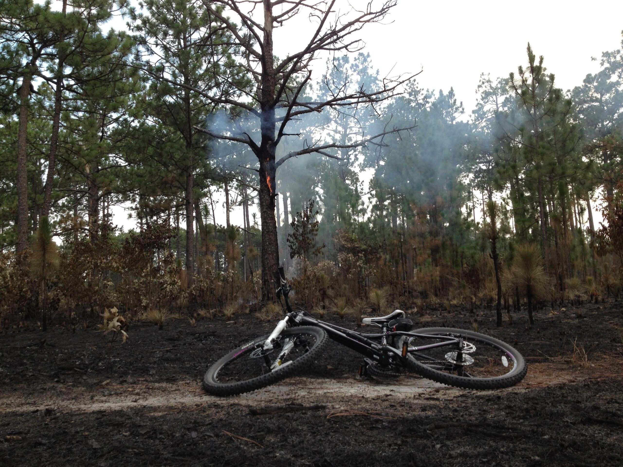 Giant Tempt: A mountain bike lies on a forest trail in a burned area, surrounded by charred ground and blackened vegetation. Smoke rises from a nearby tree, indicating ongoing smoldering from a recent wildfire. Tall trees with green foliage are visible in the background, contrasting with the damage in the foreground.