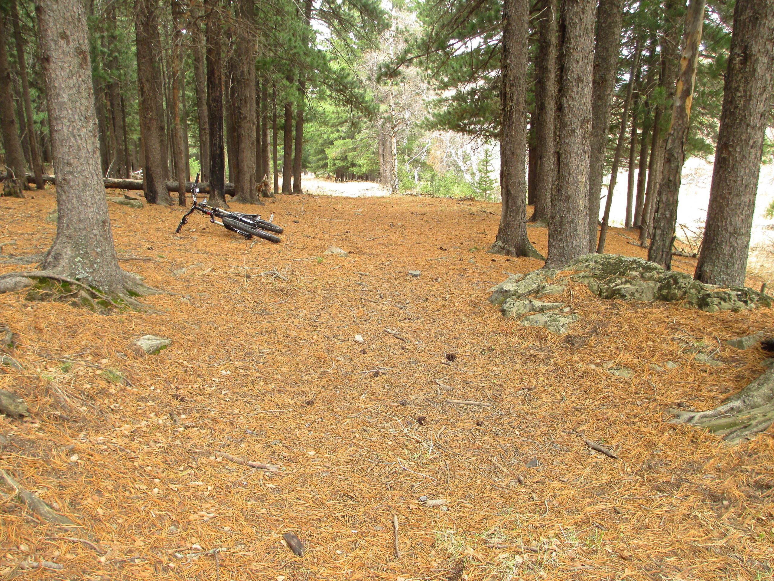 A dirt path covered with pine needles winds through a dense forest of tall trees. A bicycle is resting on the ground to the left, surrounded by fallen pine needles and rocky patches. The scene conveys a tranquil natural environment suitable for outdoor activities like hiking or biking. Nukht to Zaisan mountain bike trail.