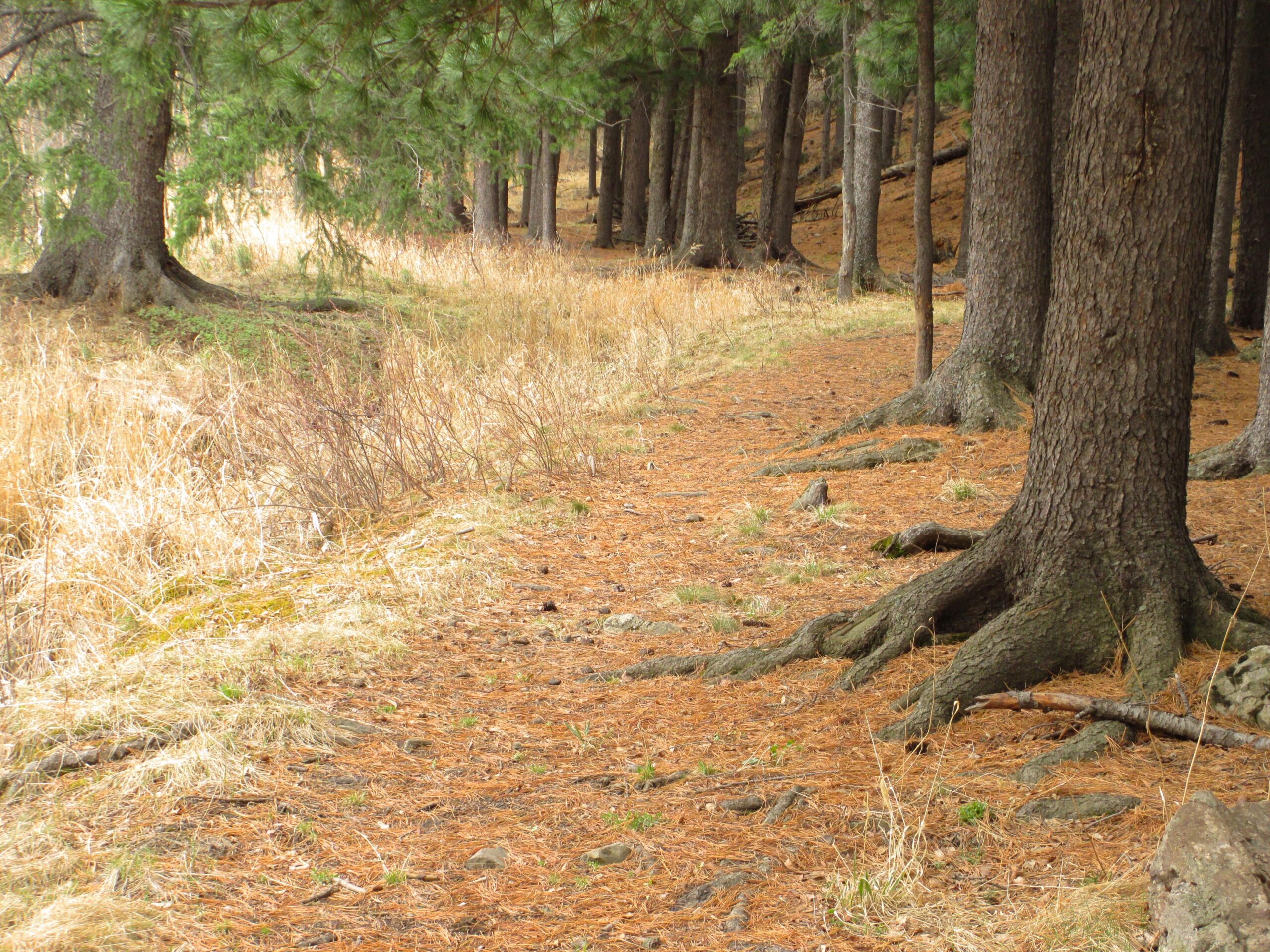 A serene forest pathway lined with tall trees and covered in pine needles, surrounded by sparse grass and low shrubs. The ground is a mix of earthy tones, with roots visible at the base of the trees. Nukht to Zaisan mountain bike trail.