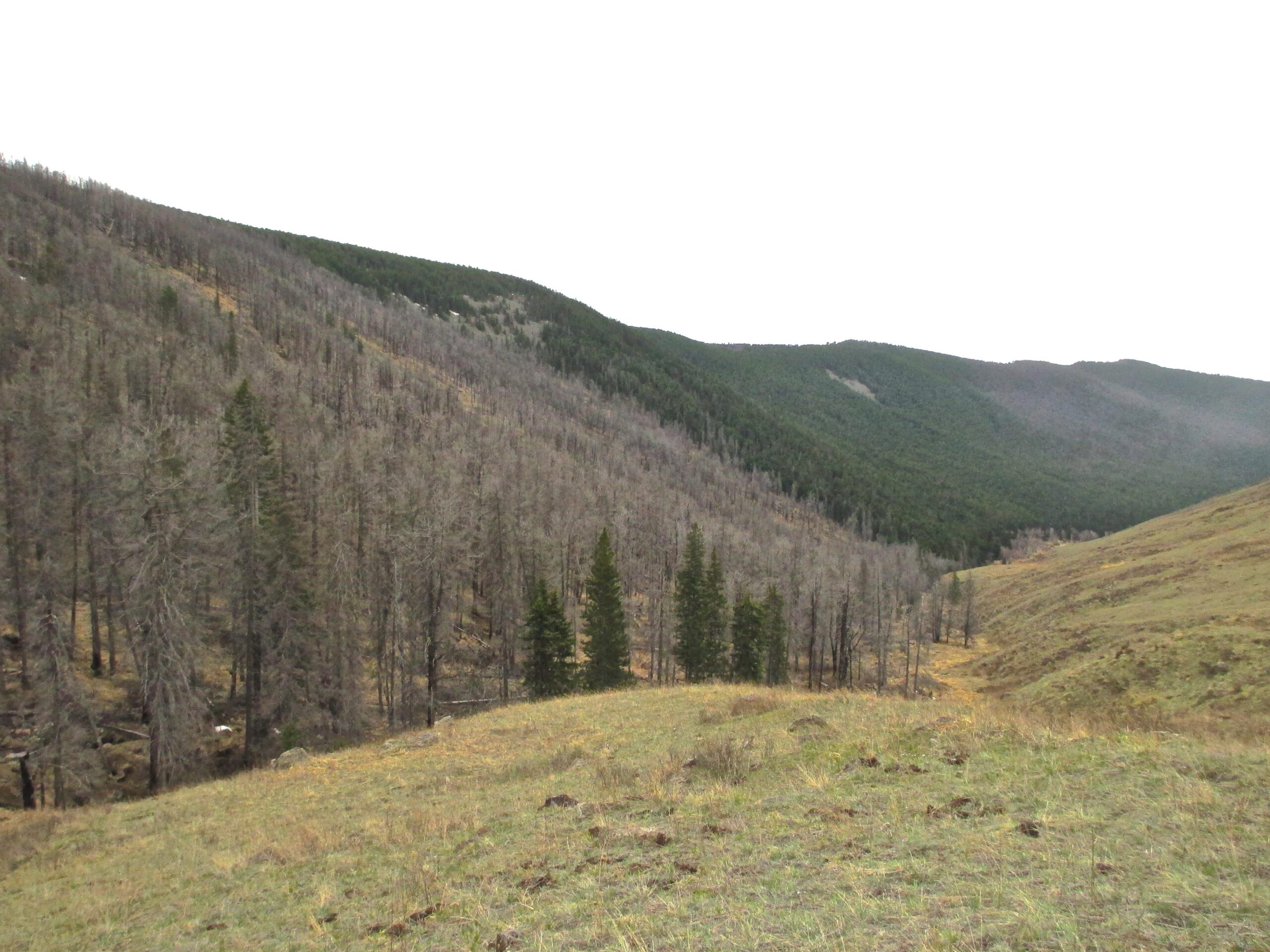 A landscape view of a hilly terrain showing a contrast between brown, dead trees and patches of green coniferous trees. The hills are partially covered with grass, and the background features more densely wooded green hills. The sky is overcast, adding a muted quality to the scene. Nukht to Zaisan mountain bike trail.