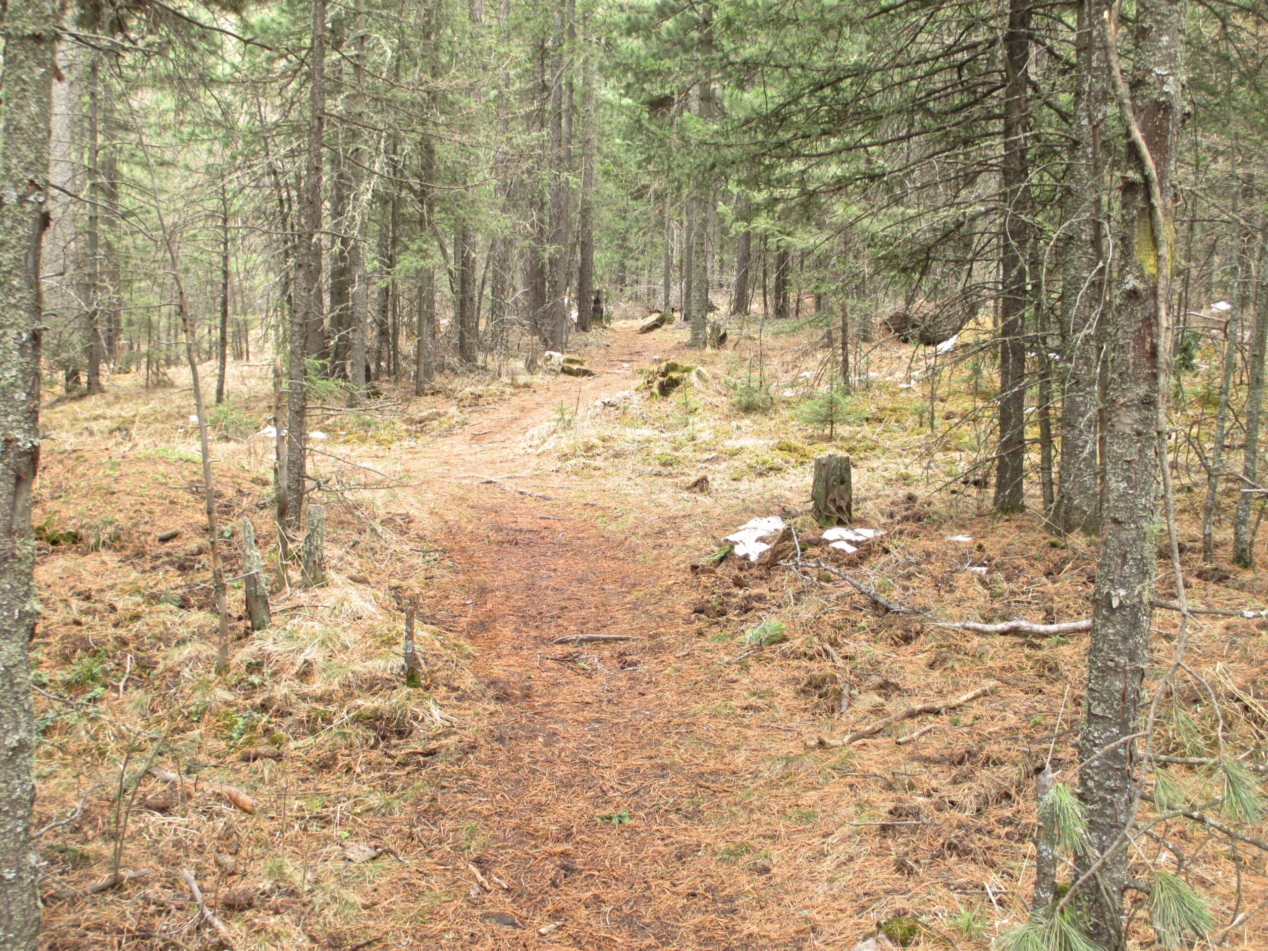A winding dirt path through a densely forested area, surrounded by tall pine trees. The ground is covered with a mix of pine needles and scattered patches of grass, while remnants of snow can be seen in places. The scene conveys a sense of tranquility and nature's beauty. Nukht to Zaisan mountain bike trail.