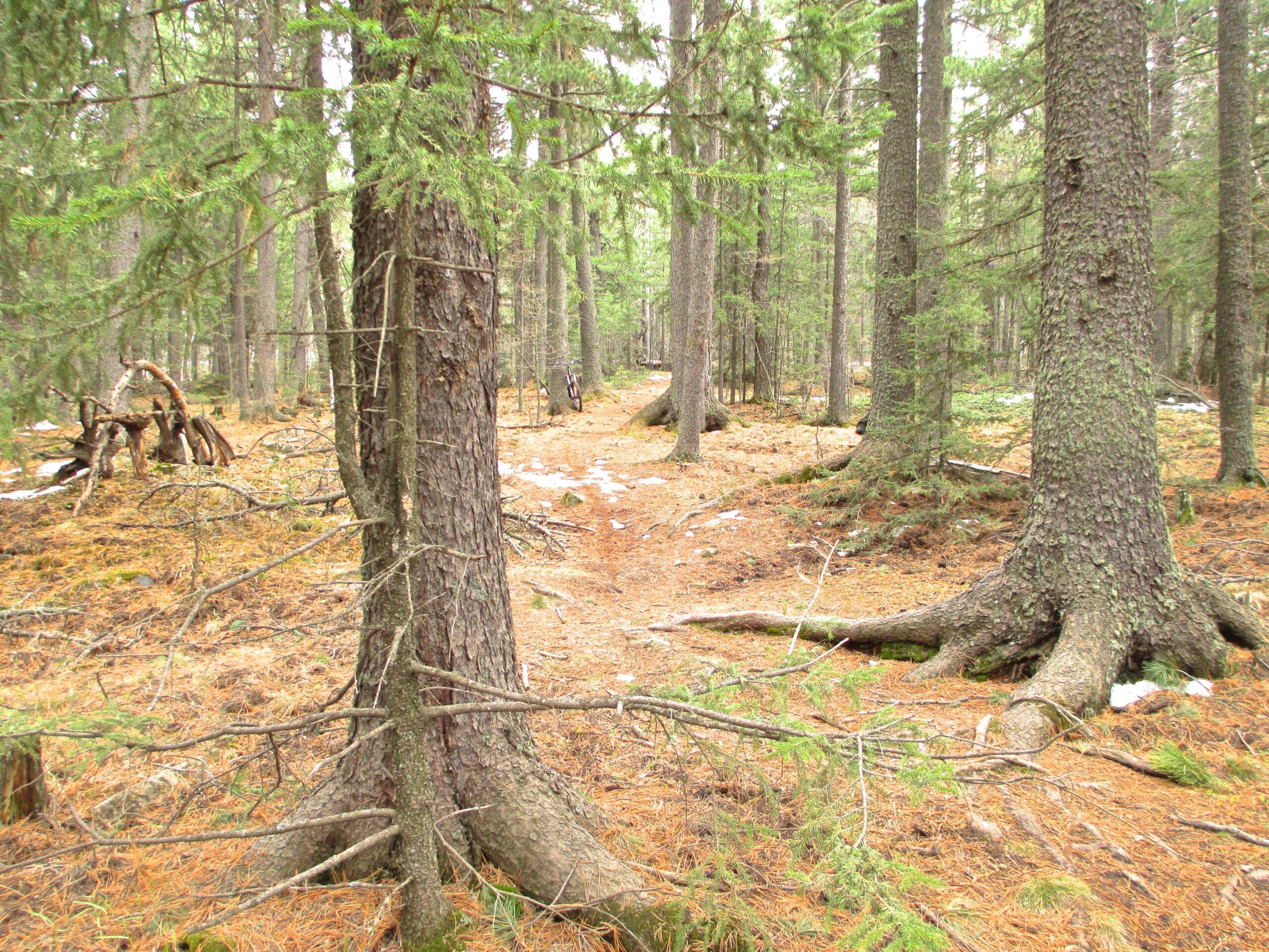 A path winding through a dense forest, flanked by tall evergreen trees and scattered pine needles on the ground. The scene is calm and natural, conveying a serene atmosphere in the woods. Some fallen branches and remnants of snow can be seen along the trail. Nukht to Zaisan mountain bike trail.