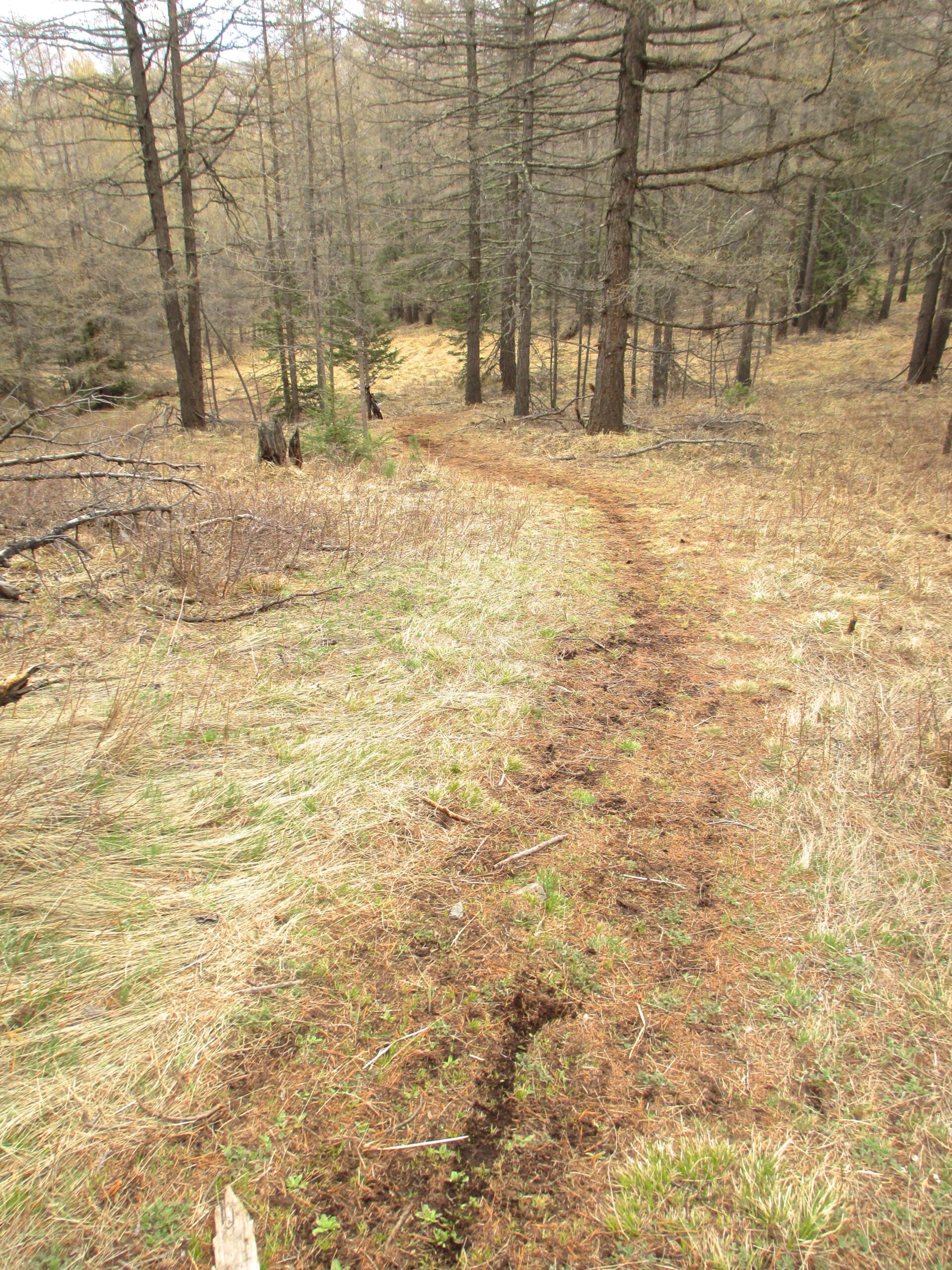 A winding dirt path through a forested area with tall, sparse trees and patches of dry grass. The scene captures a blend of earthy tones, with the path leading into the distance surrounded by nature. Nukht to Zaisan mountain bike trail.