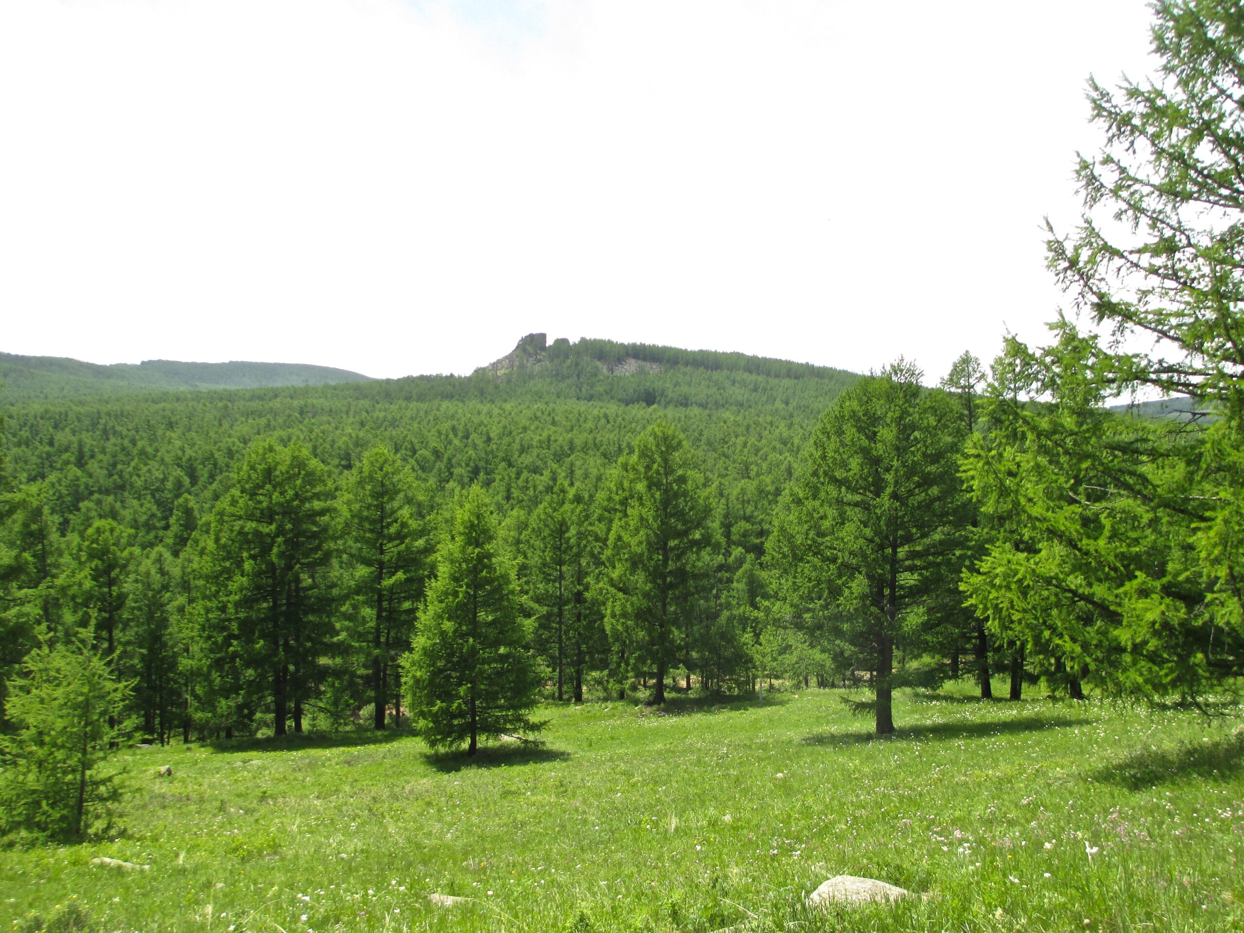 A lush green landscape featuring dense coniferous trees with a distant rocky hill in the background. The scene is bright and open, showcasing the vibrant greenery of the forest under a clear sky. Tsetsee Gun East Trail mountain bike trail.