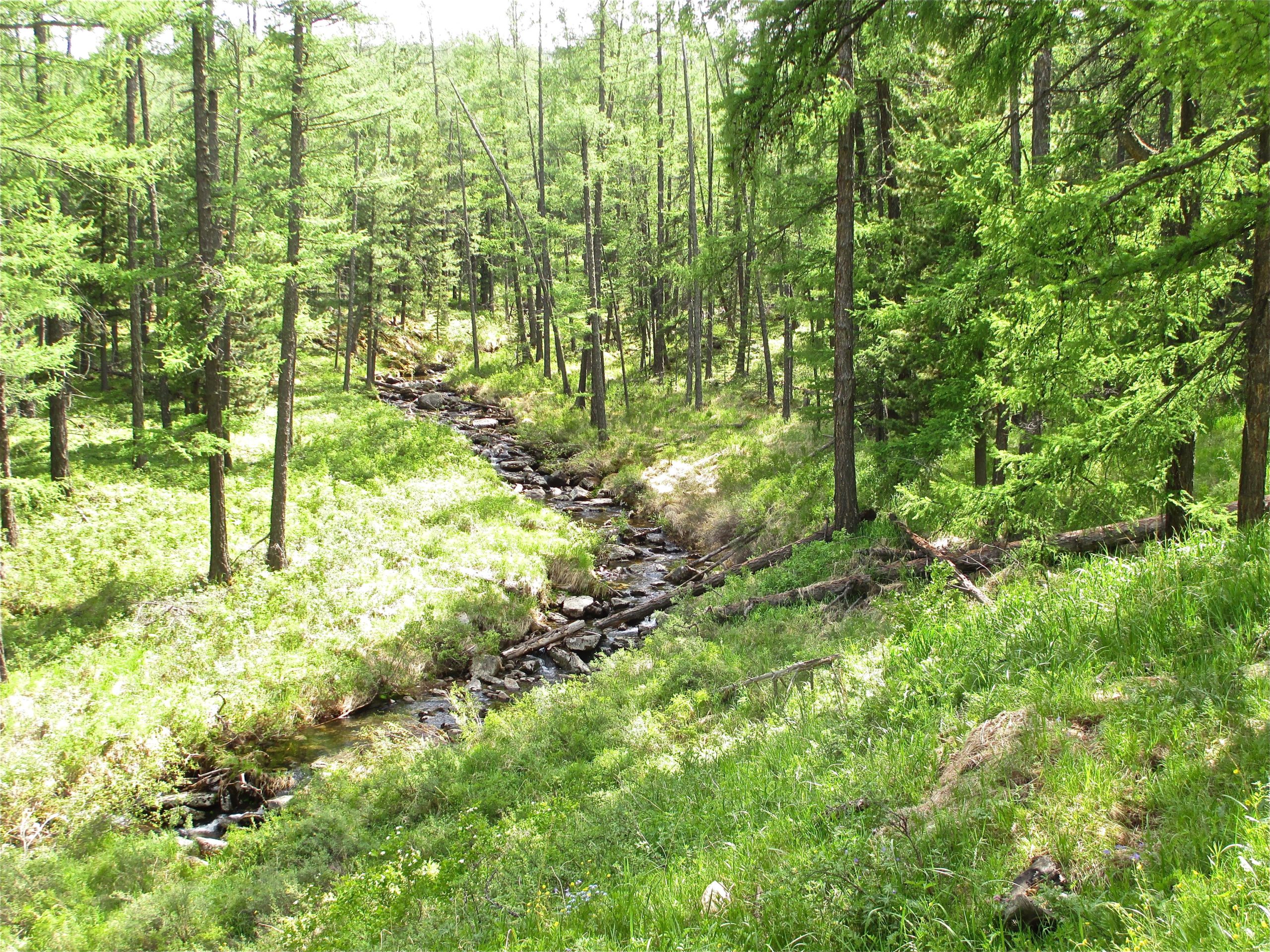A serene forest scene featuring tall green trees, a small rocky stream winding through lush greenery and grass. Sunlight filters through the foliage, creating a peaceful atmosphere in the natural setting. Tsetsee Gun East Trail mountain bike trail.