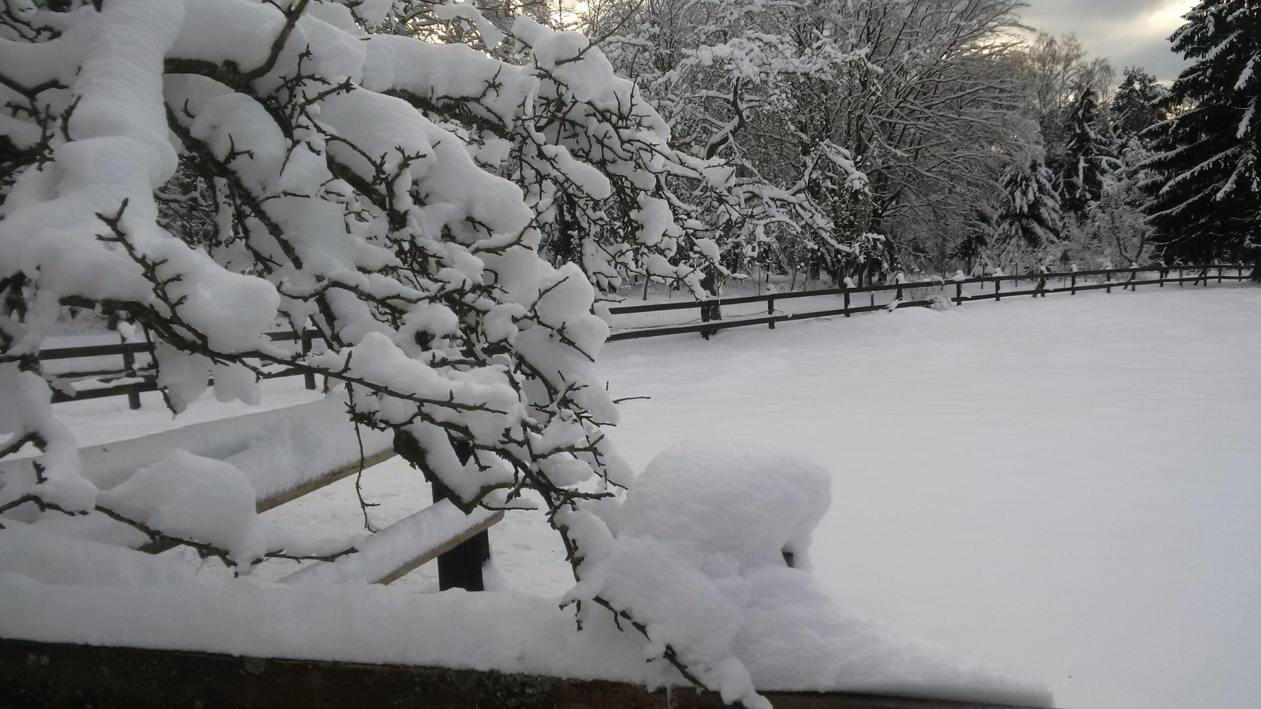 A snow-covered landscape featuring a tree branch laden with thick, fluffy snow. In the foreground, a bench is partially obscured by snow. The background displays a serene scene of a snowy field bordered by a wooden fence and trees blanketed in snow, under a cloudy sky. Leimen/Johanniskreuz Trail mountain bike trail.