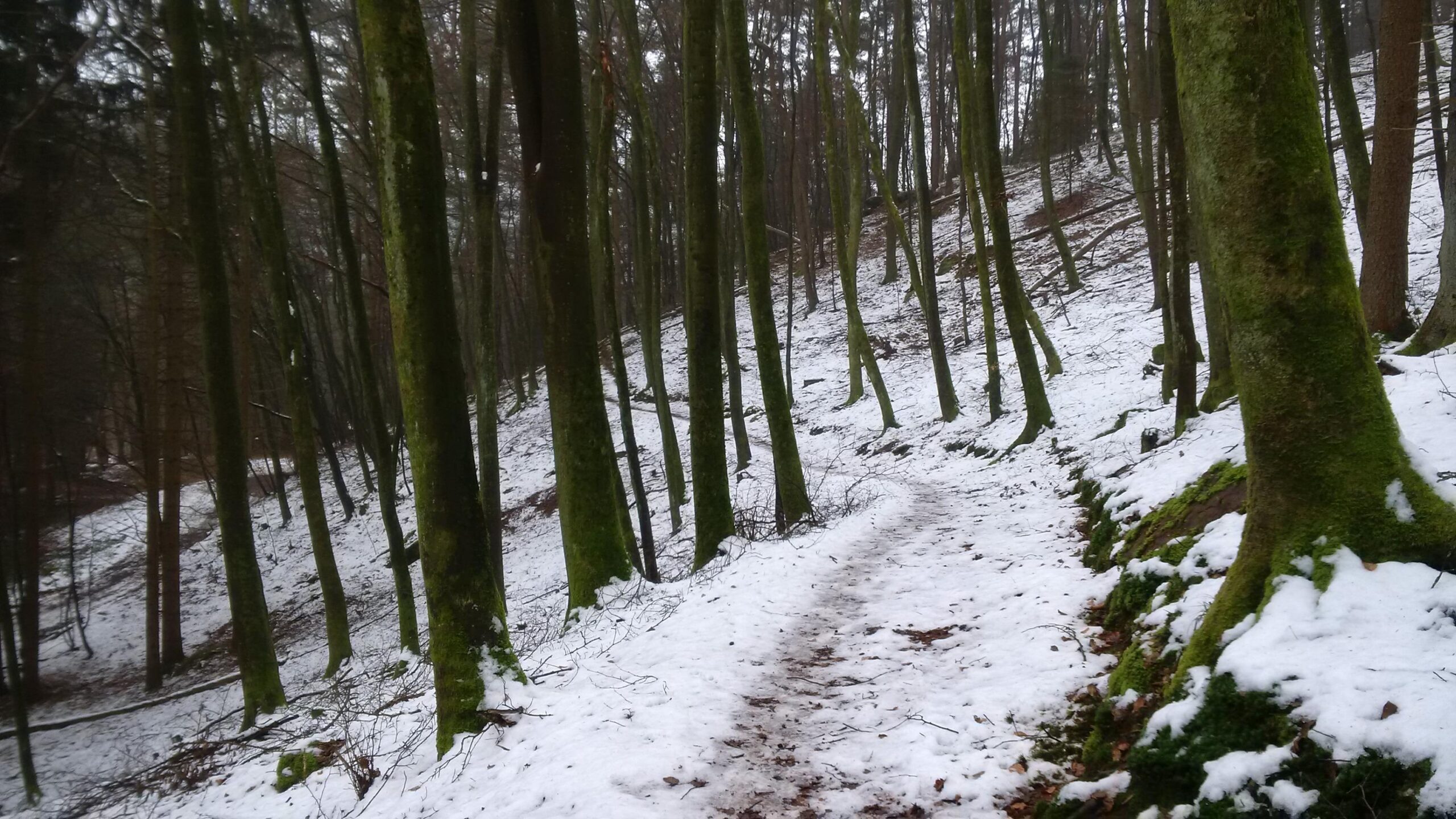 A serene winter forest scene with a winding path surrounded by tall, slender trees. The ground is covered in a layer of snow, and some moss can be seen on the tree trunks and along the path, creating a tranquil and picturesque atmosphere. Rodalben F Trail mountain bike trail.