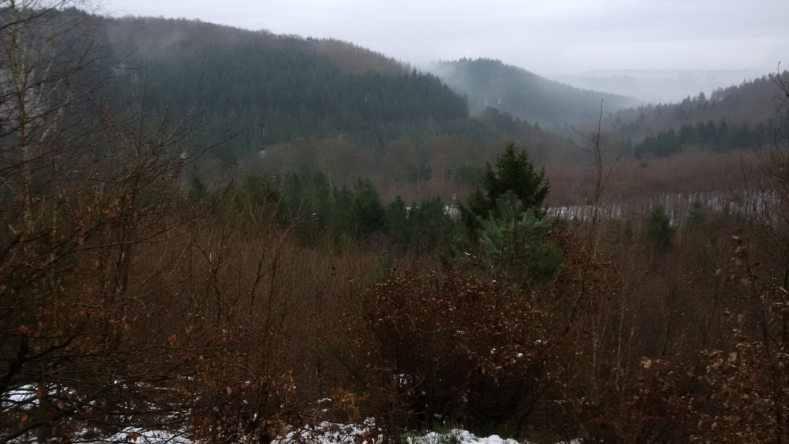 A misty landscape view showcasing rolling hills covered with a mix of coniferous and deciduous trees. The foreground features bare branches and some patches of snow, while the background displays a range of green trees fading into a foggy horizon. The overall scene conveys a tranquil, natural environment in overcast weather. Rodalben F Trail mountain bike trail.
