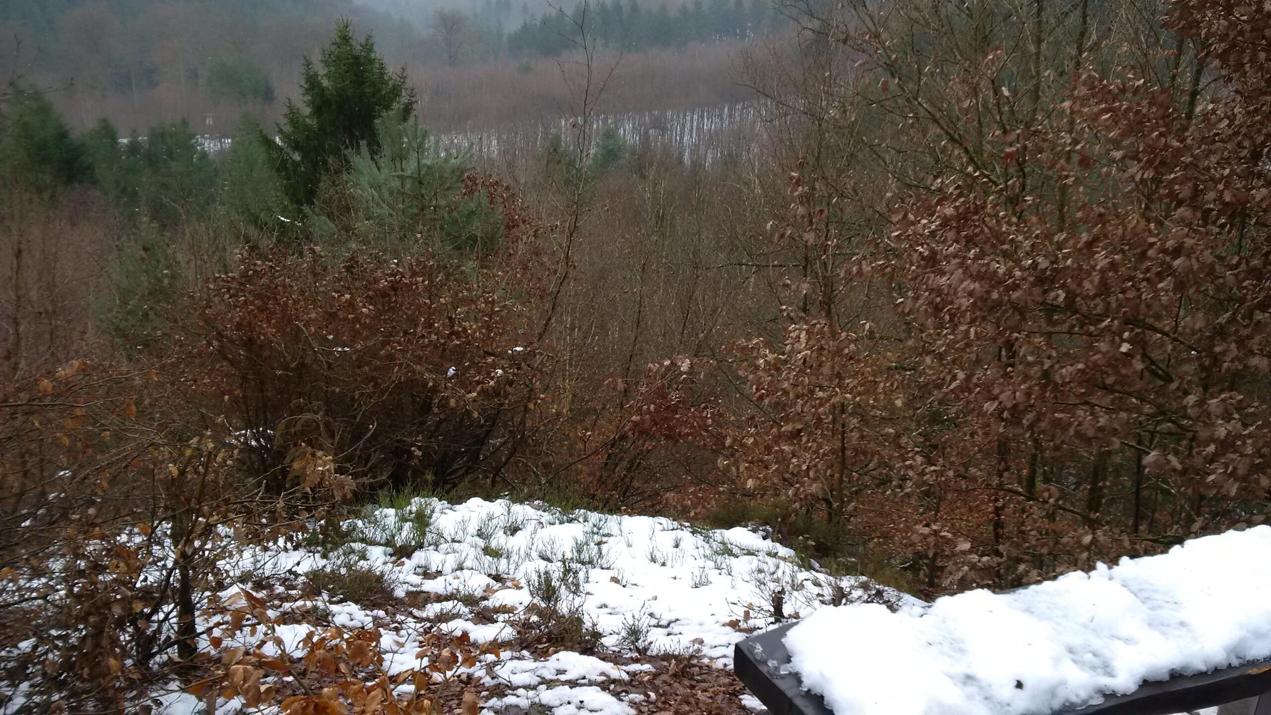 A snowy landscape featuring a mix of bare trees and evergreen foliage, viewed from a slight elevation. The ground is covered with patches of snow and fallen leaves, with a foggy atmosphere in the background, creating a tranquil winter scene. Rodalben F Trail mountain bike trail.