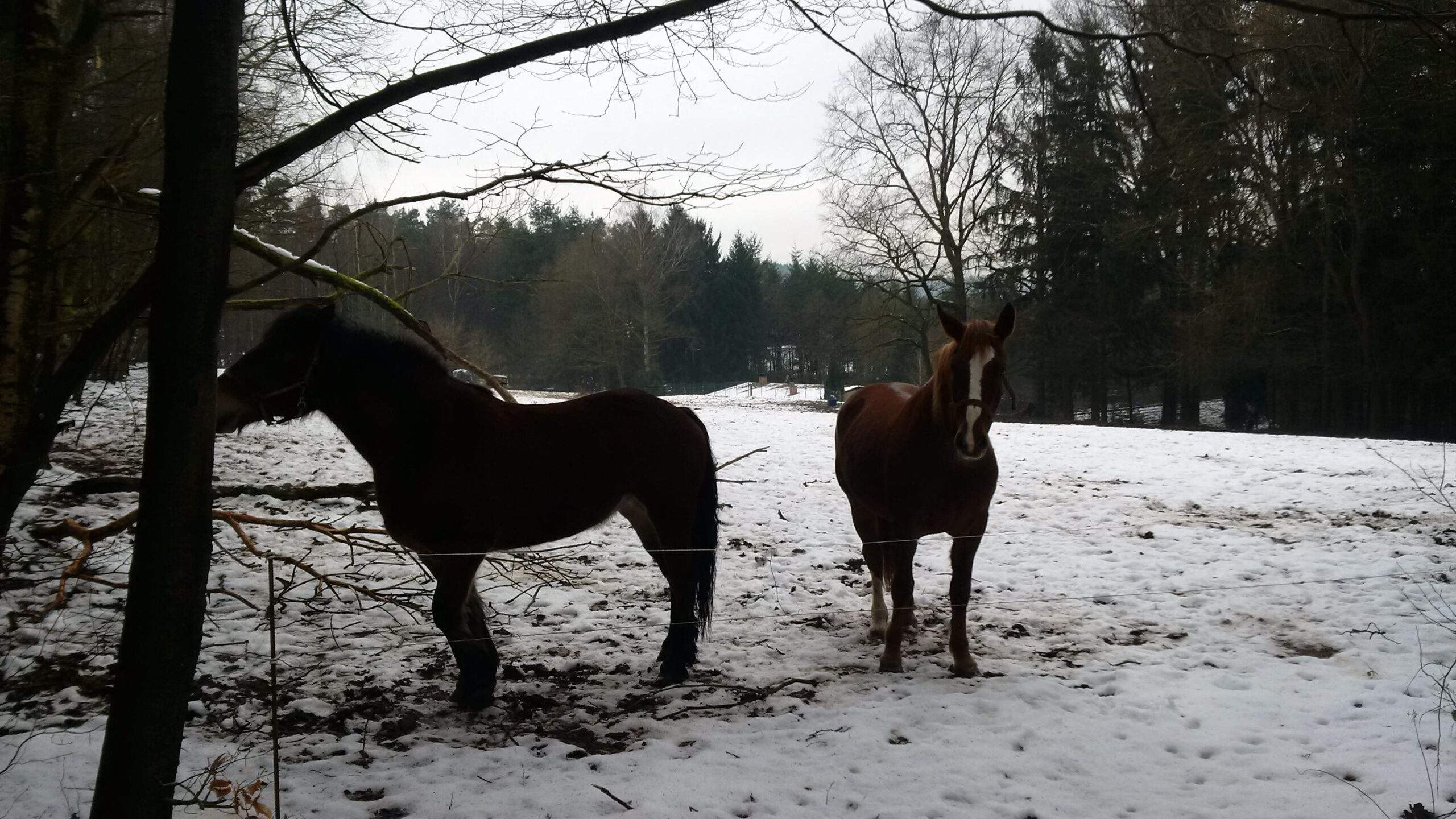 Two horses standing in a snowy field surrounded by trees. One horse is facing slightly away, while the other is looking directly at the viewer. The ground is covered in snow, and the landscape features a mix of tree branches and a blurred background of forest. Rodalben F Trail mountain bike trail.