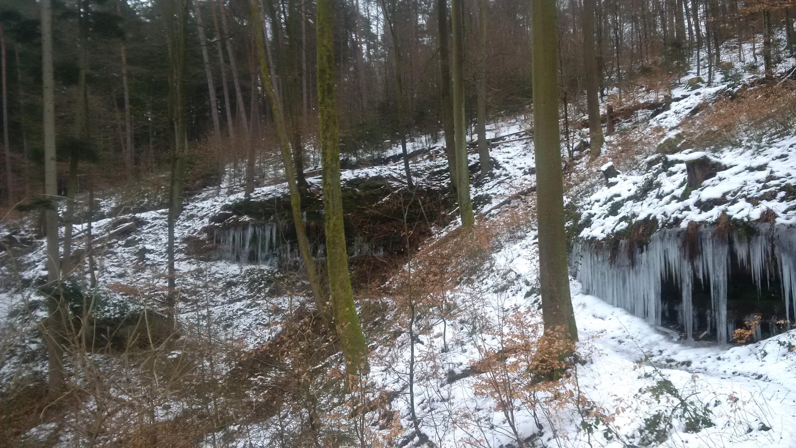 A serene winter landscape featuring a wooded area with tall trees and a snowy ground. Icicles hang from rocky outcrops, while patches of brown foliage are visible among the snow. The scene captures a peaceful, cold environment typical of a forest in winter. Rodalben F Trail mountain bike trail.