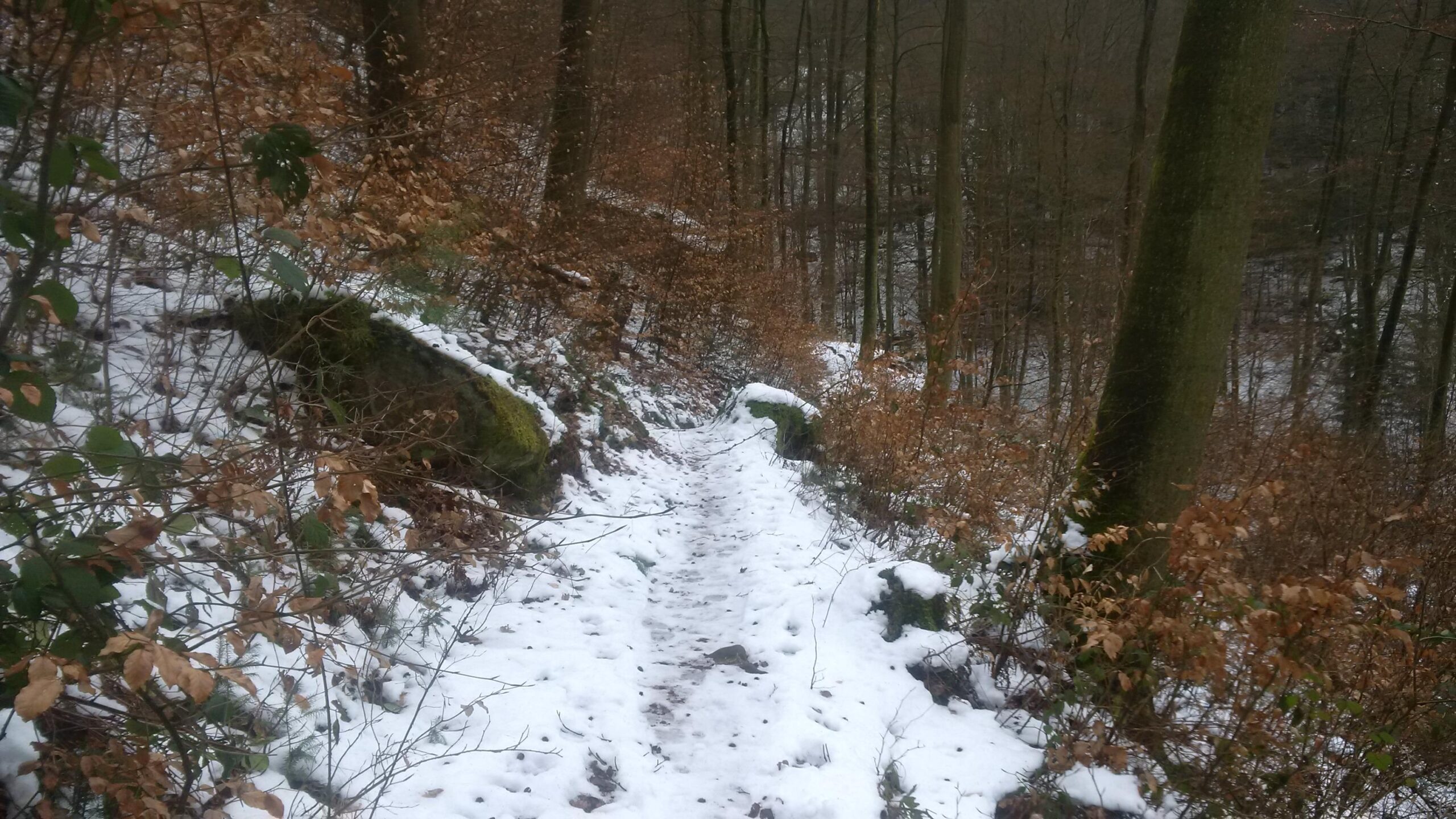 A snow-covered forest path winding through trees with bare branches and fallen leaves, surrounded by rocks and foliage. The scene is serene and quiet, showcasing the beauty of nature in winter. Rodalben F Trail mountain bike trail.
