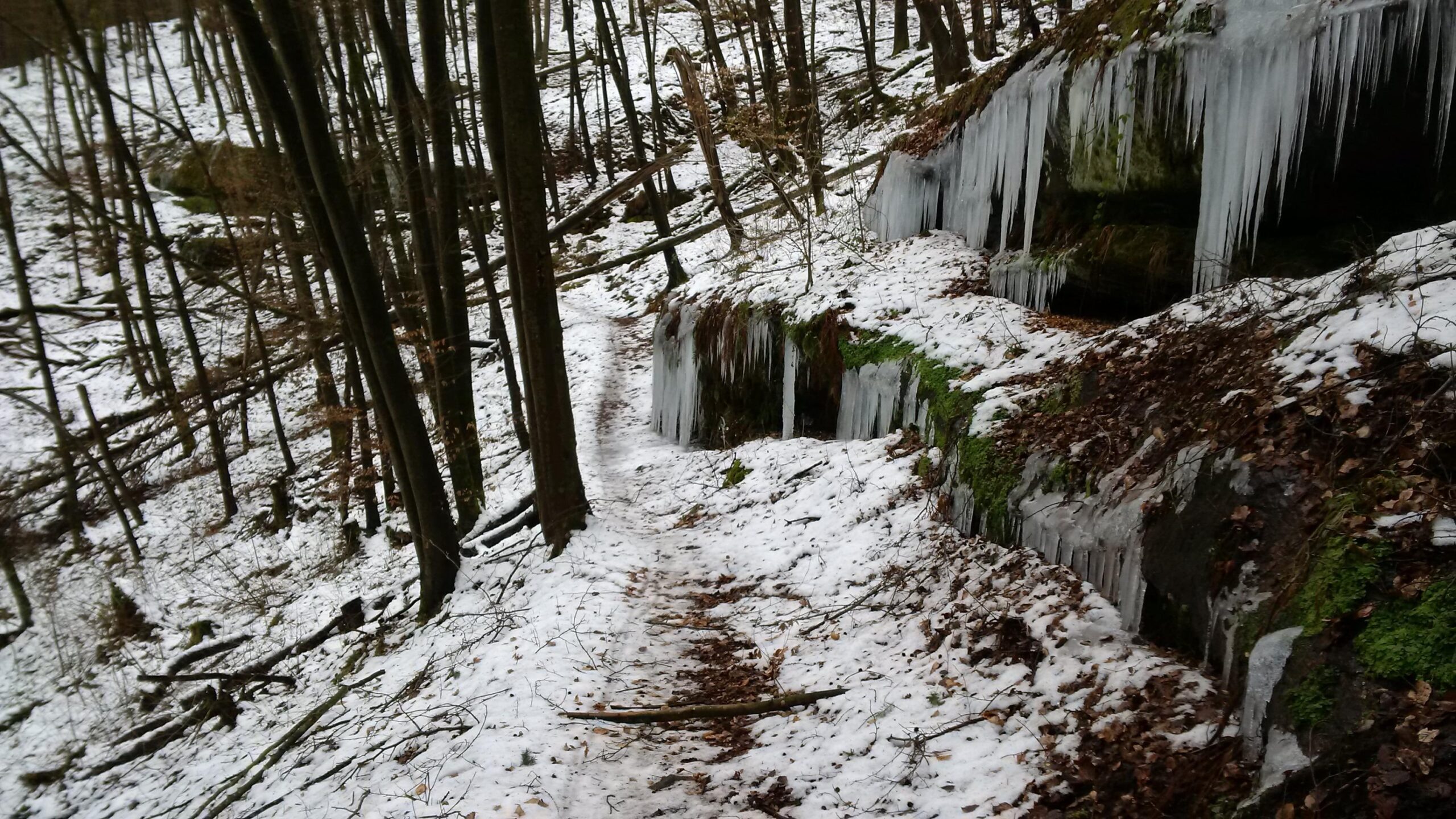 A snow-covered pathway winding through a forest with leafless trees, surrounded by rocky areas adorned with icicles. The ground is blanketed in snow, and patches of green moss are visible among the white. Fallen branches and leaves create a natural, serene winter landscape. Rodalben F Trail mountain bike trail.