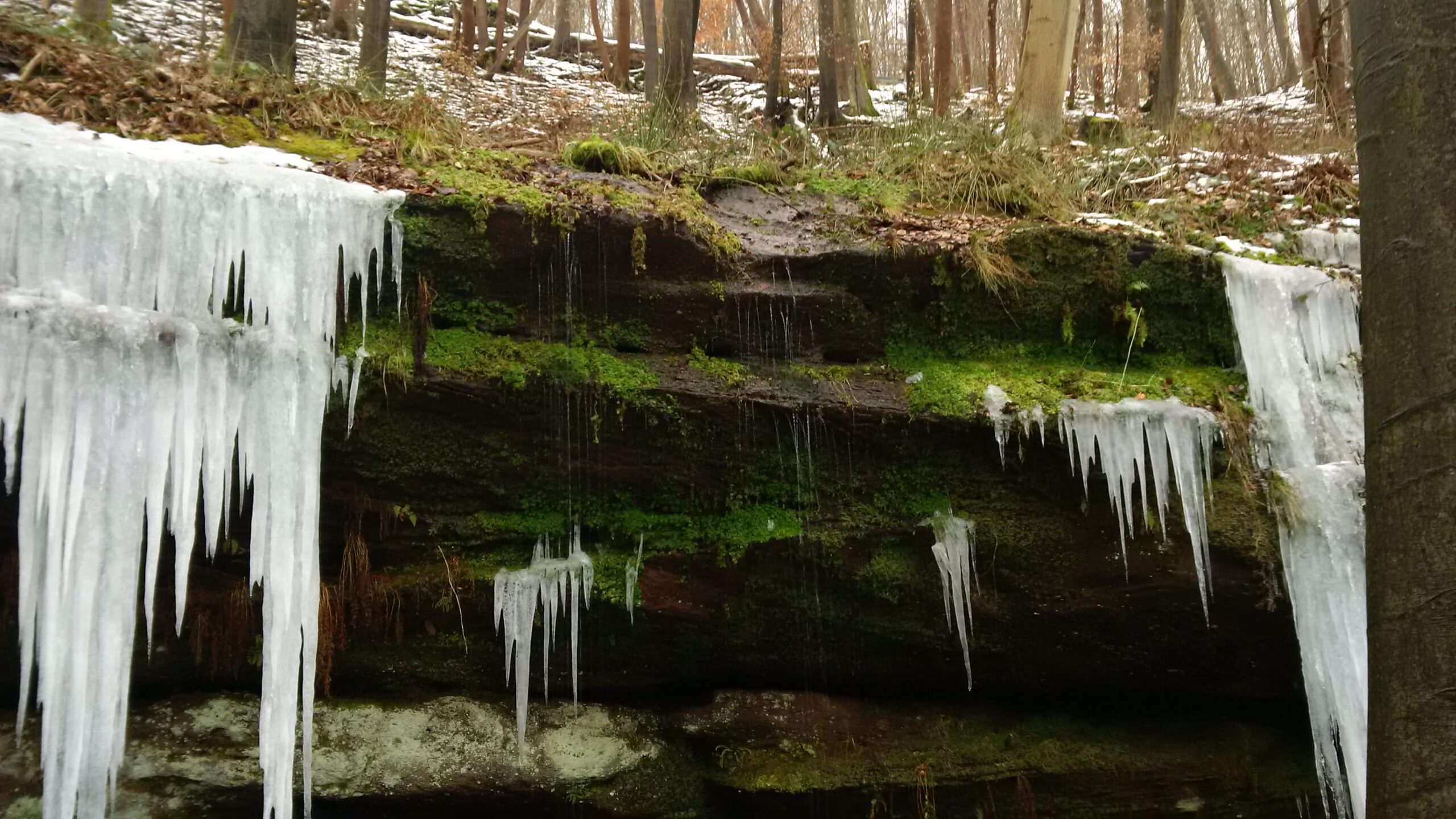 A winter landscape featuring a moss-covered rock face with icicles hanging down, and small trickles of water flowing from the rocks. The background shows a forest with bare trees and patches of snow on the ground. Rodalben F Trail mountain bike trail.