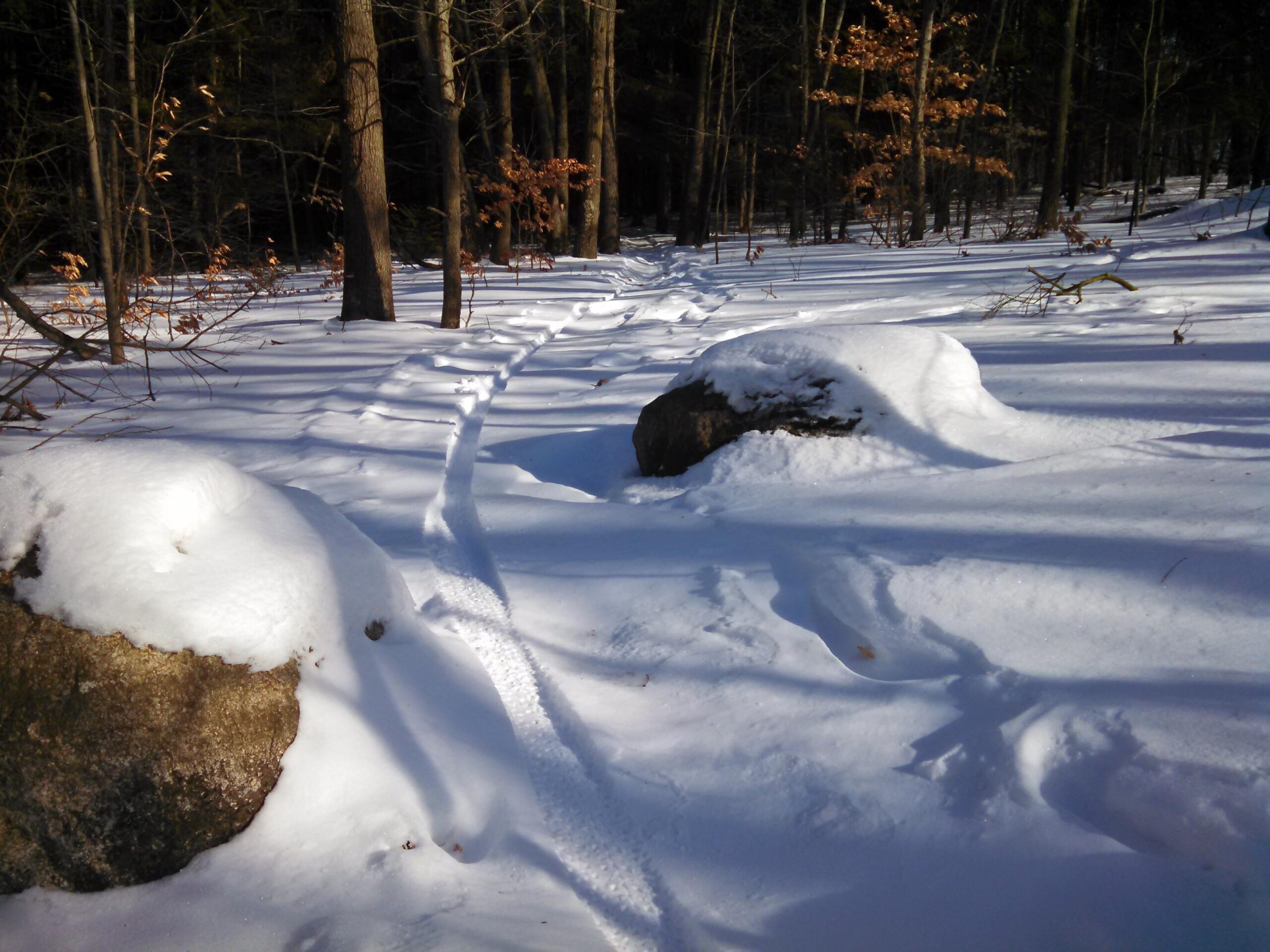 A snowy forest landscape featuring a path through the snow, with large rocks partially covered in snow on either side. The scene is illuminated by bright sunlight, and there are trees in the background, some with brown leaves still attached. Merrell Trail mountain bike trail.