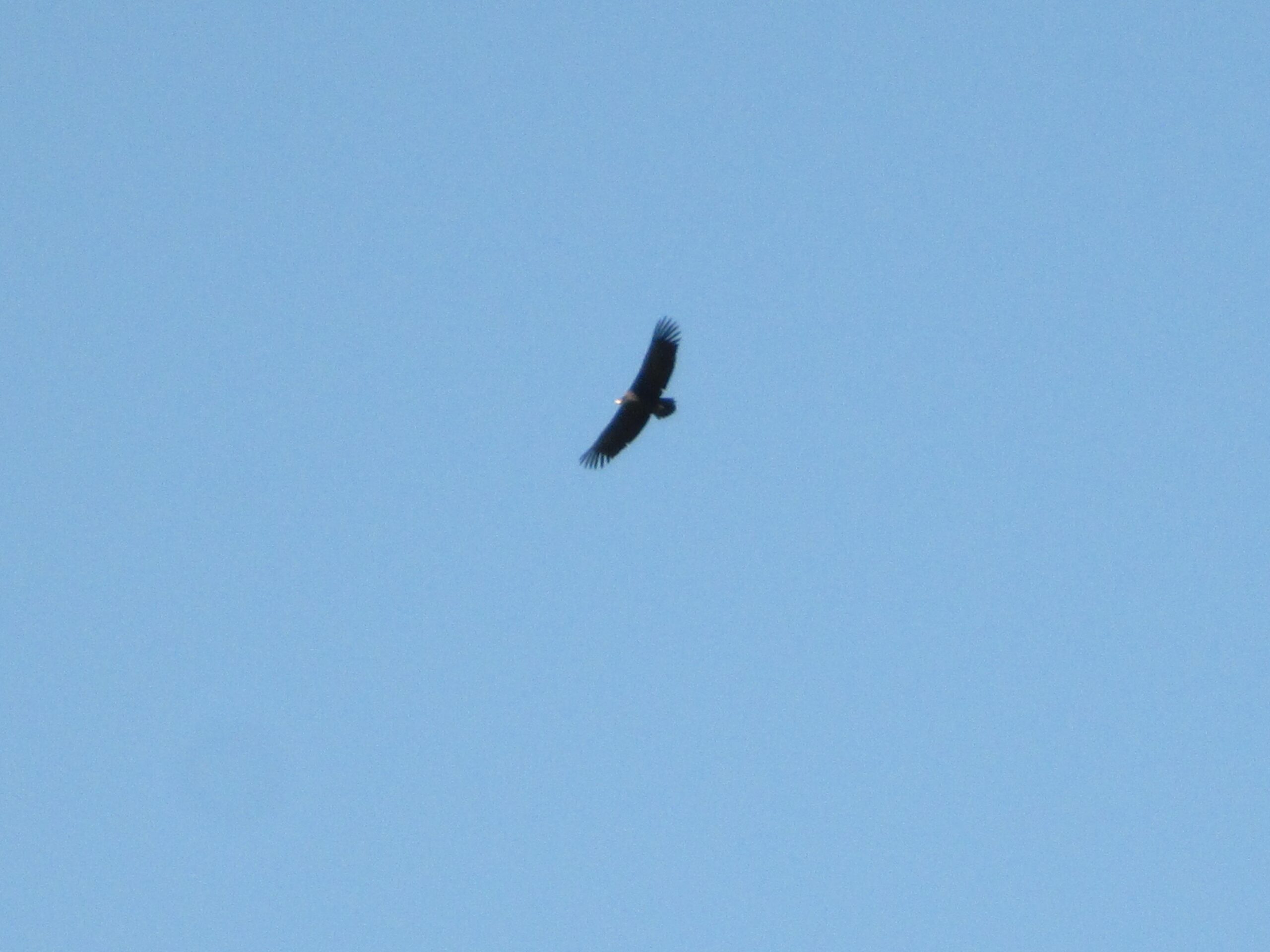 A bird of prey soaring through a clear blue sky, with wings outstretched and a focused posture. Khargana Gol mountain bike trail.