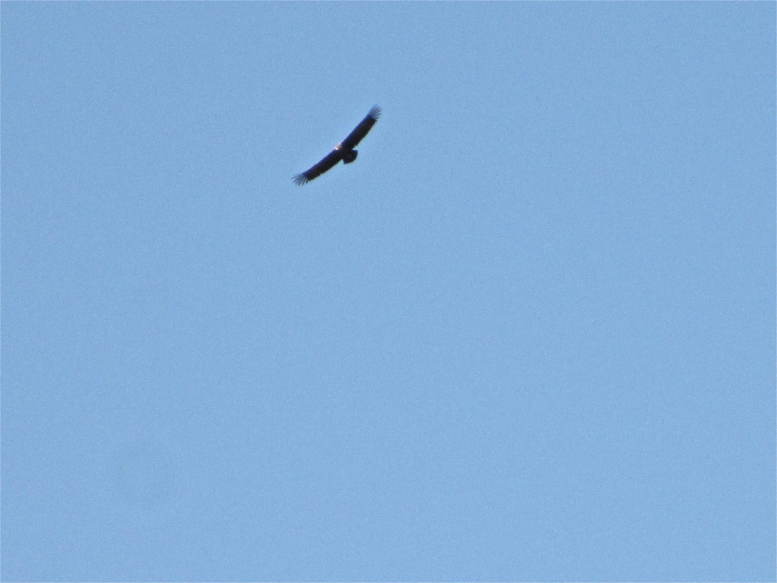 A bird soaring gracefully against a clear blue sky, captured in mid-flight with outstretched wings. Khargana Gol mountain bike trail.