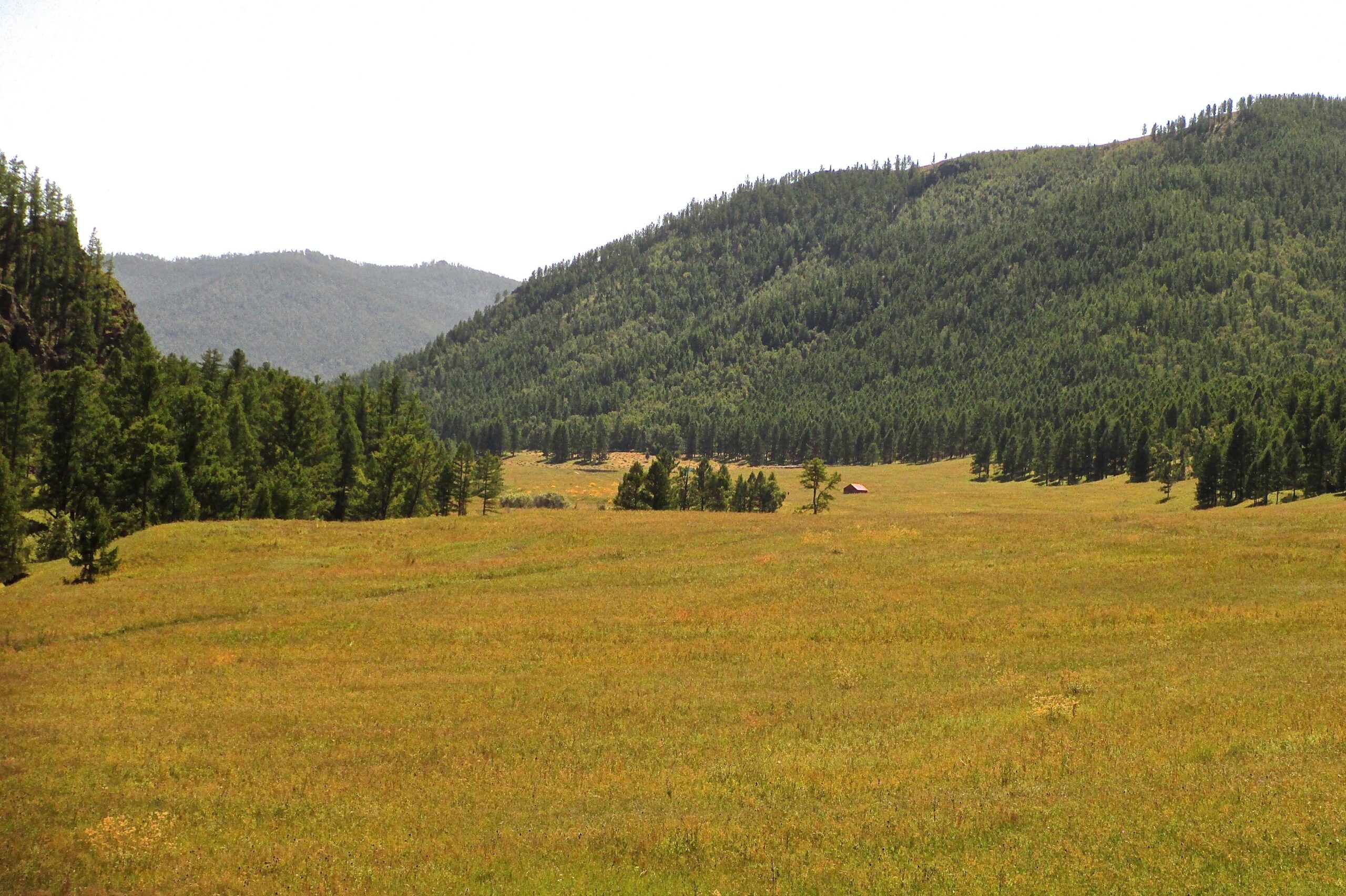 A scenic view of a grassy meadow surrounded by lush green forests and rolling hills under a clear sky. A small, simple cabin can be seen in the distance, adding a rustic charm to the tranquil landscape. Khargana Gol mountain bike trail.
