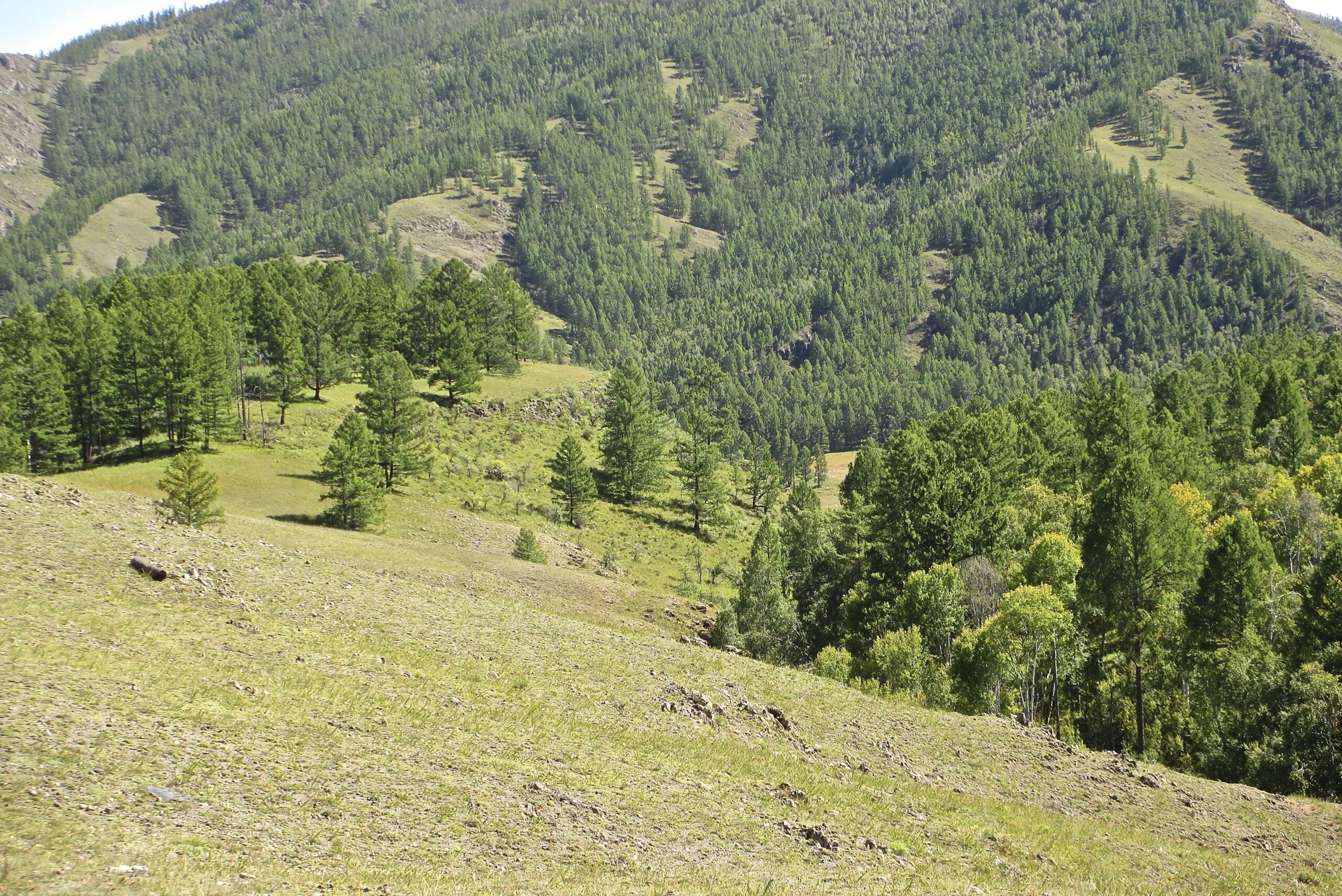 A lush, green mountainous landscape with a mix of coniferous trees and grassy terrain. The foreground features a sloping hill covered in short grass and rocks, while the background showcases dense forests and rolling hills under a clear blue sky. Khargana Gol mountain bike trail.