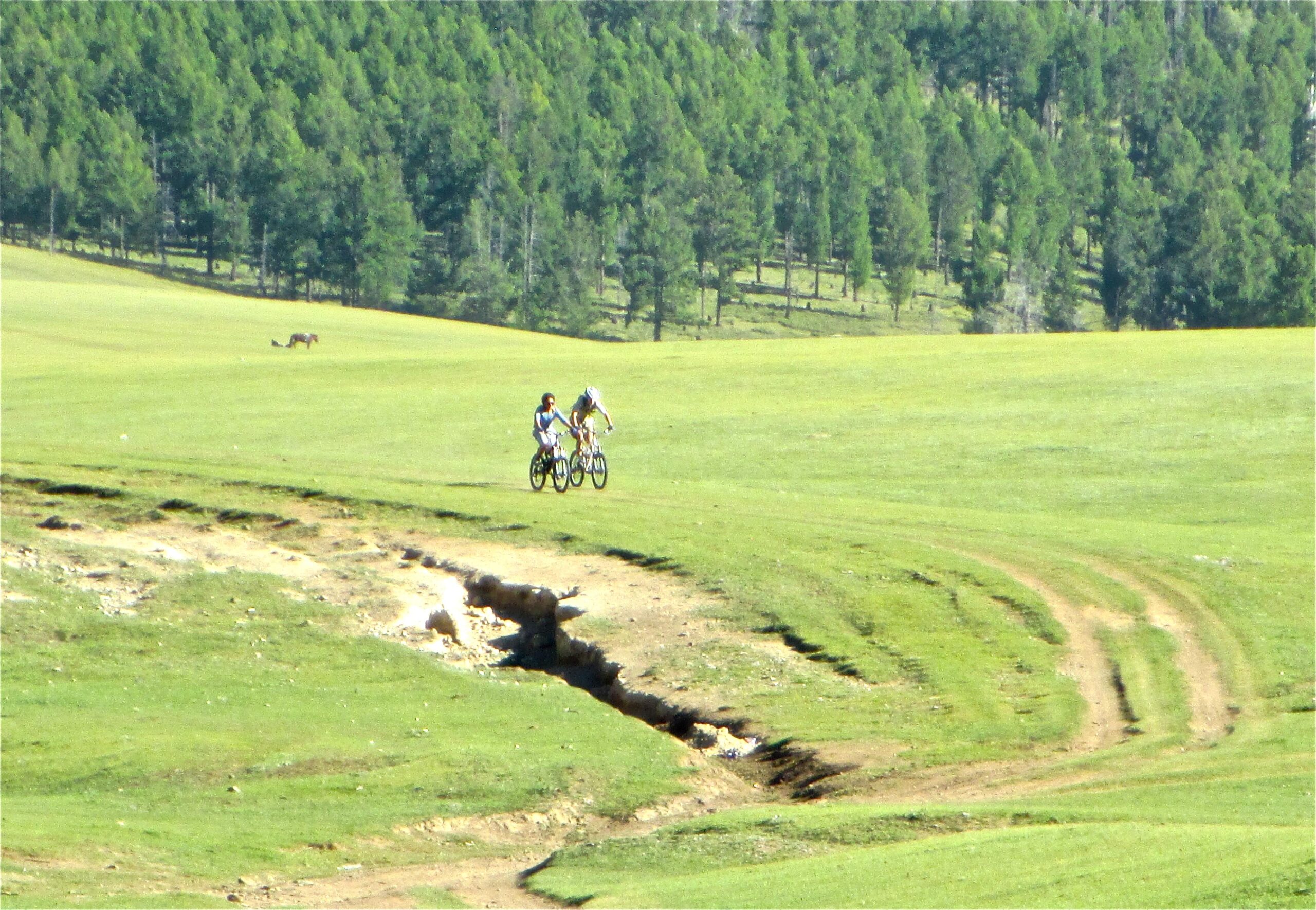 Two cyclists ride side by side on a grassy landscape, surrounded by a dense forest of pine trees in the background. A small creek is visible in the foreground, along with a dirt path winding through the scene. Khargana Gol mountain bike trail.