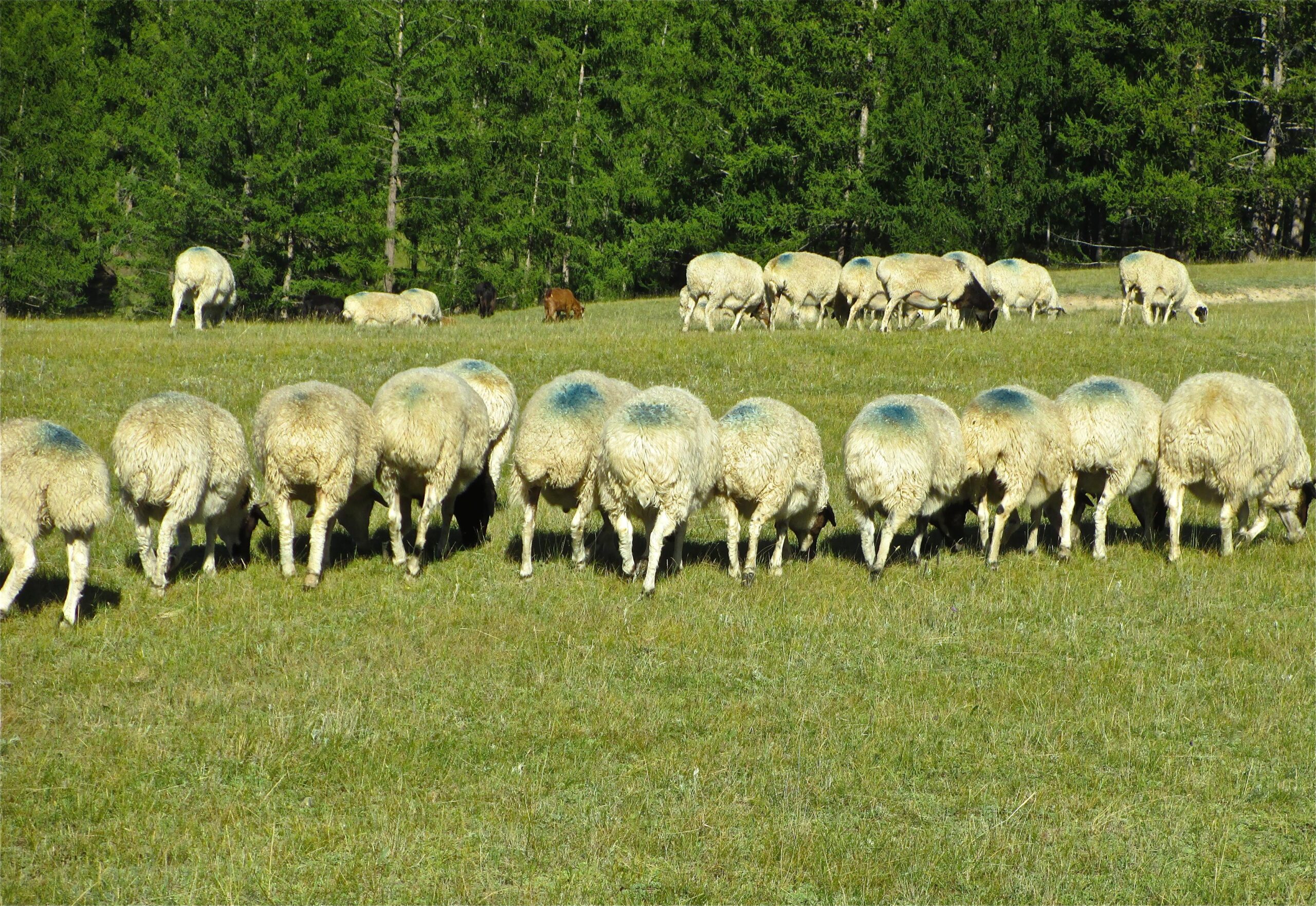 A flock of sheep grazing on a grassy field, with their backs facing the viewer. In the background, more sheep are seen grazing along with a couple of dark-colored calves. The area is surrounded by a dense line of trees. Khargana Gol mountain bike trail.