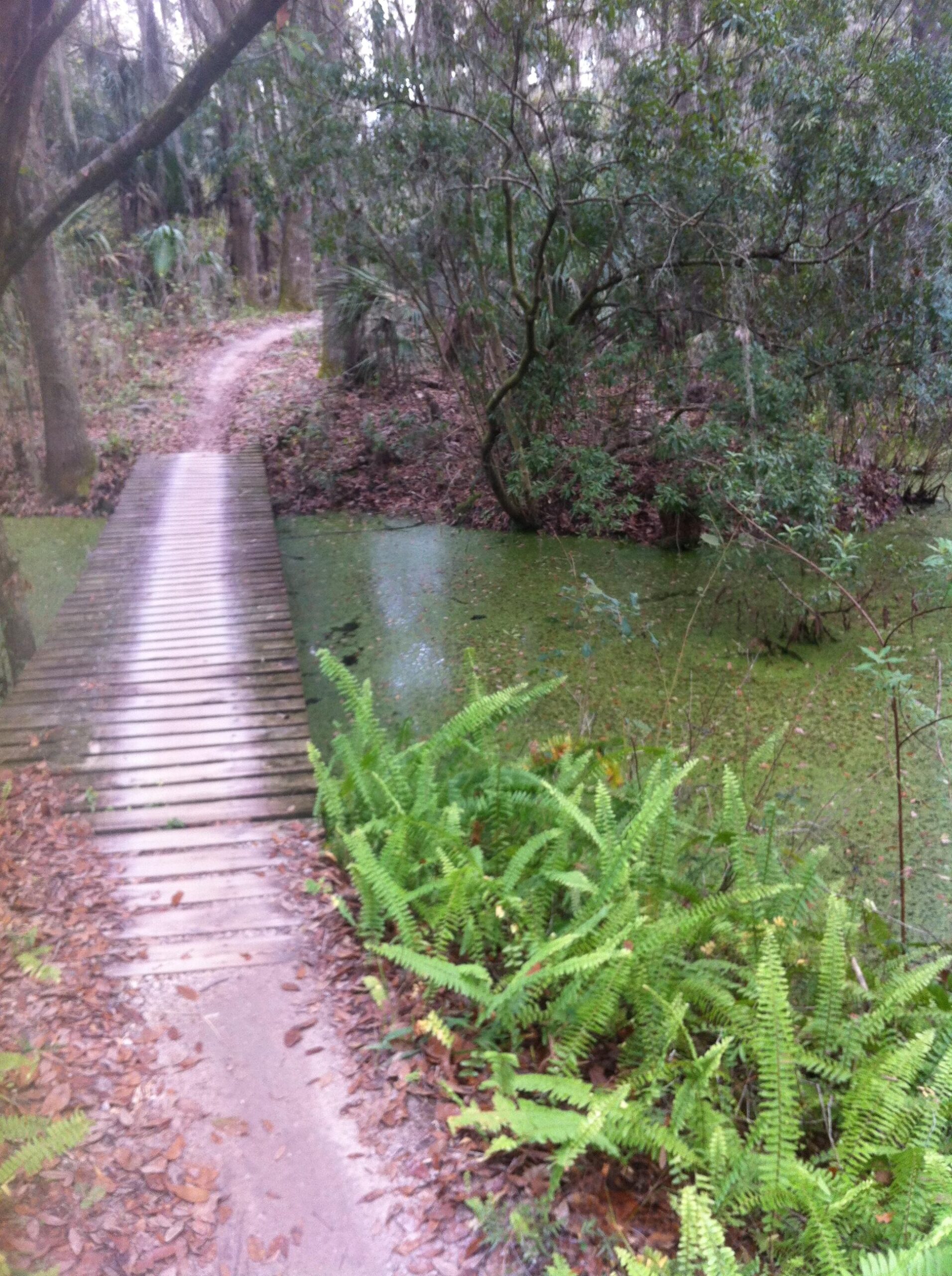 A winding dirt path leads through a dense forest, crossing a small wooden bridge over a body of water covered with green algae. Lush ferns frame the scene, while trees provide a canopy above, creating a tranquil and natural setting. Alafia River State Park mountain bike trail.