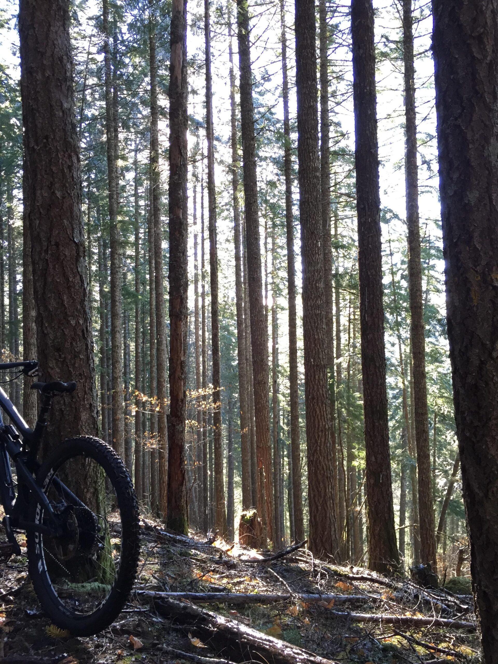 Santa Cruz Nomad: A mountain bike rests against a tree in a dense forest, surrounded by tall pine trees. Sunlight filters through the branches, illuminating the forest floor covered with fallen leaves and branches.