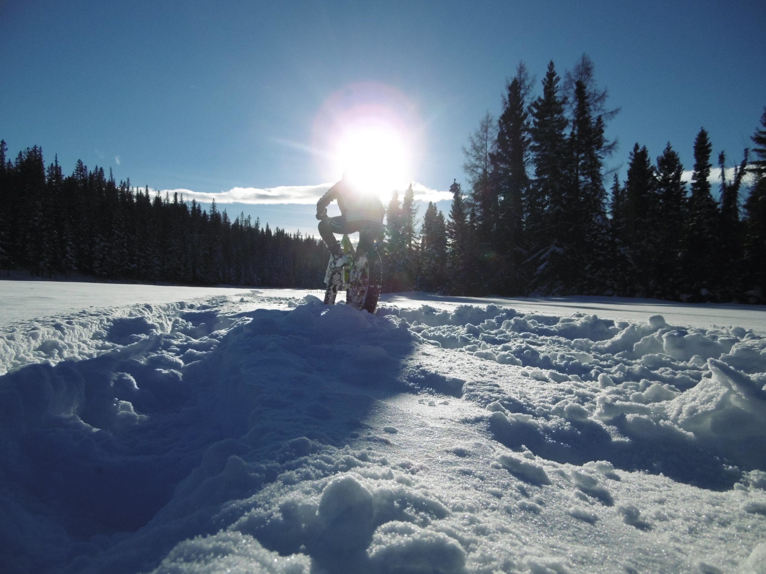 A person riding a fat bike through a snowy landscape, with sunlight shining from behind, illuminating the scene. Pine trees line the background, and snow-covered ground is visible, creating a winter atmosphere. Golf Course mountain bike trail.