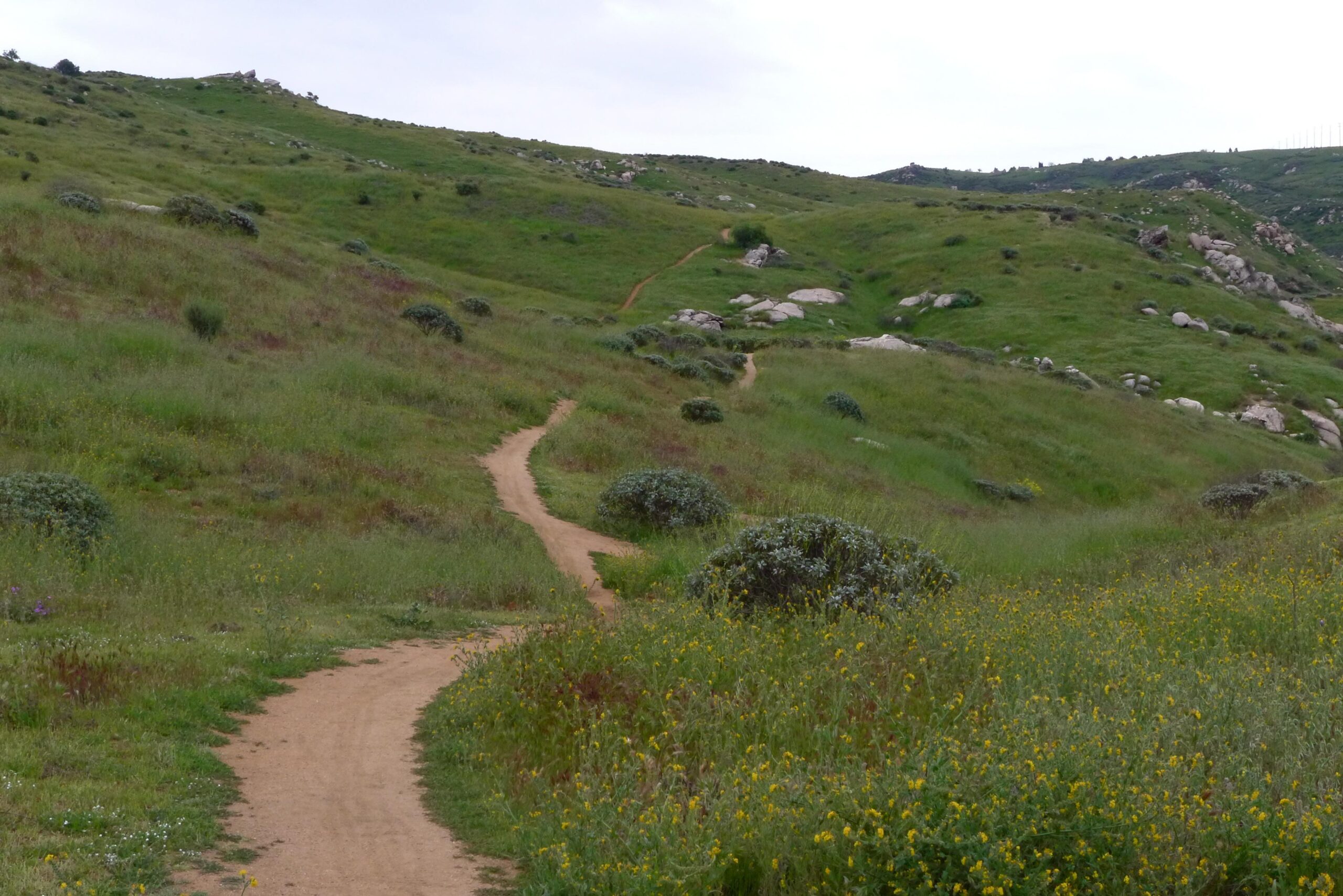A winding dirt path through a lush green hillside blanketed with wildflowers and scattered rocks, under a cloudy sky. Sycamore Canyon Park mountain bike trail.