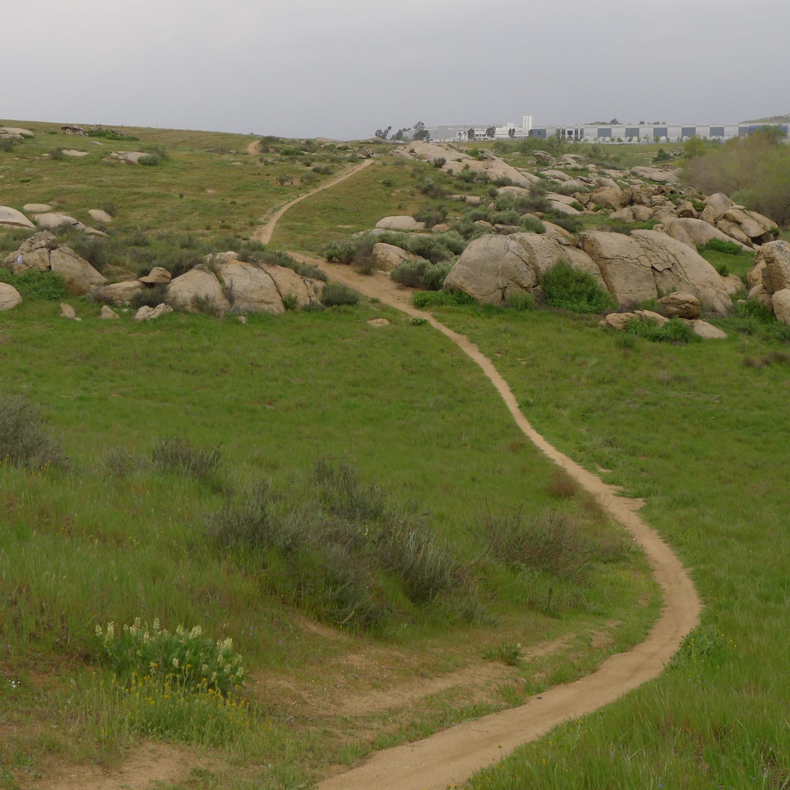 A winding dirt path traverses a grassy landscape interspersed with rocks and shrubbery, with a cloudy sky overhead. In the background, a faint outline of buildings can be seen beyond the rolling terrain. Sycamore Canyon Park mountain bike trail.