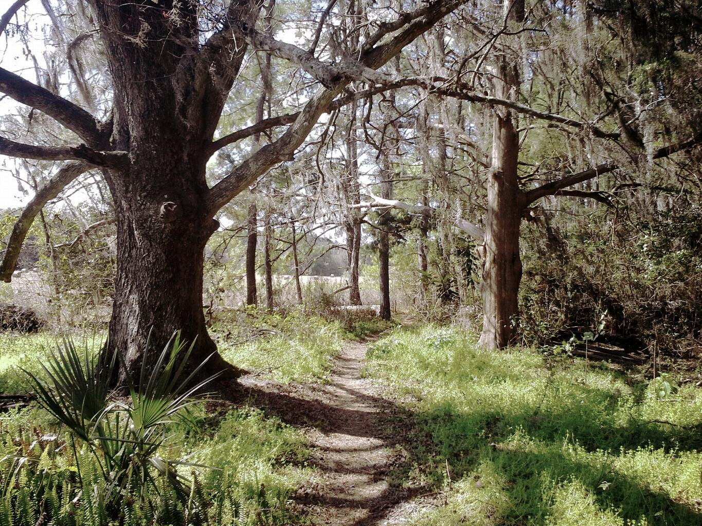 A winding path through a lush forest, lined with tall trees and greenery, including ferns and palm-like plants. Sunlight filters through the branches, creating a serene and natural atmosphere. The Rock Trail mountain bike trail.