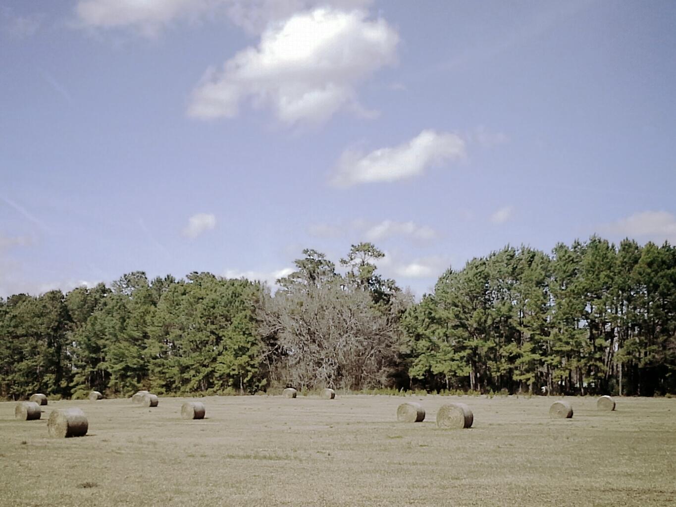 A serene landscape featuring a grassy field scattered with round hay bales, set against a backdrop of tall pine trees under a blue sky with fluffy white clouds. The Rock Trail mountain bike trail.