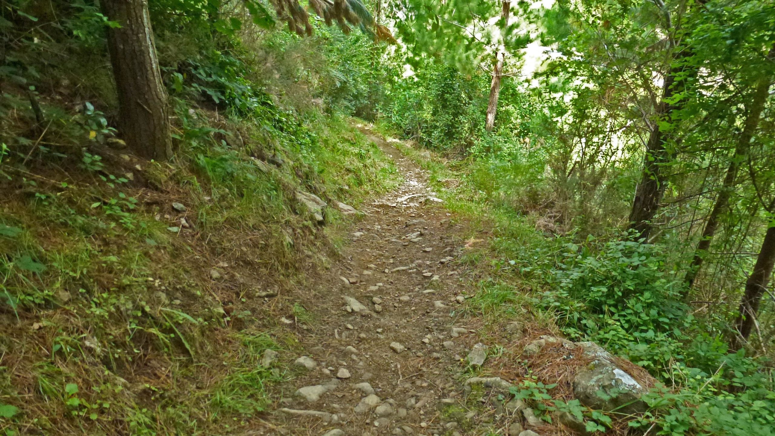A narrow, winding dirt trail surrounded by lush greenery and trees, with scattered rocks along the path. The trail appears to lead through a scenic forested area, evoking a sense of tranquility and nature. Hira Forest Mountain Bike Park mountain bike trail.