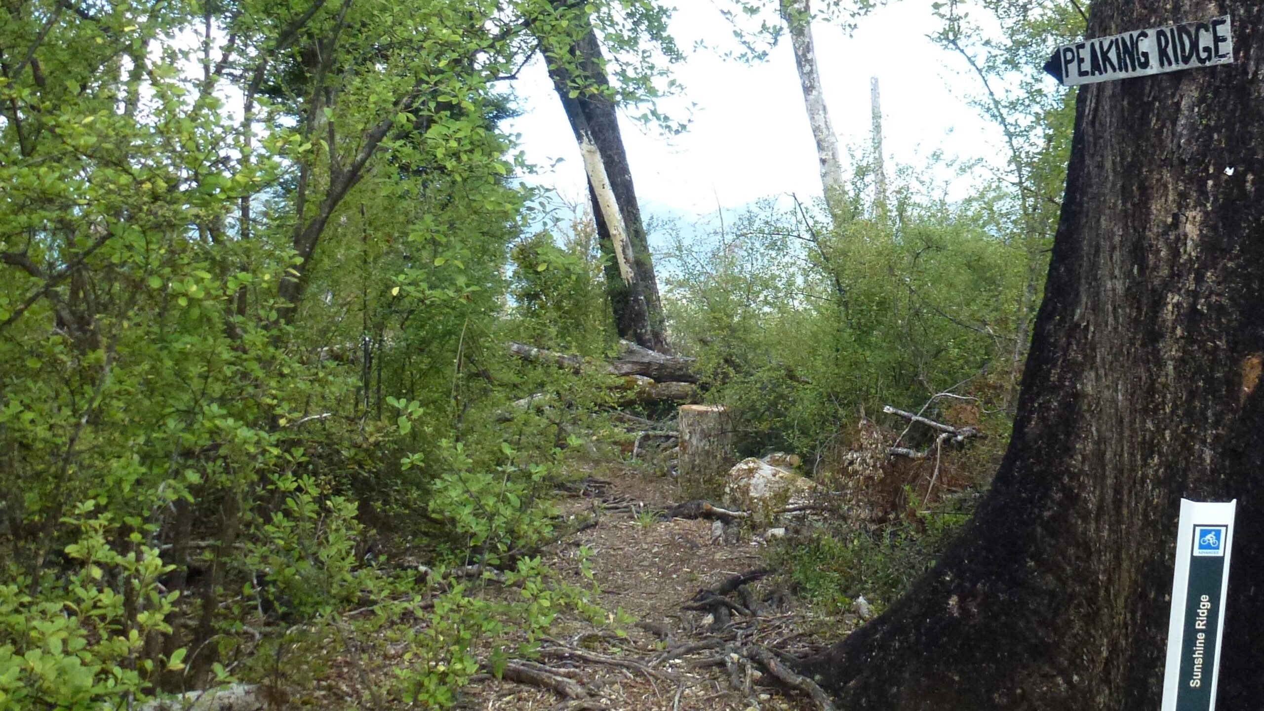 A forested trail with lush green foliage, tree stumps, and a signpost indicating "Peaking Ridge" on the right. Peaking Ridge mountain bike trail.